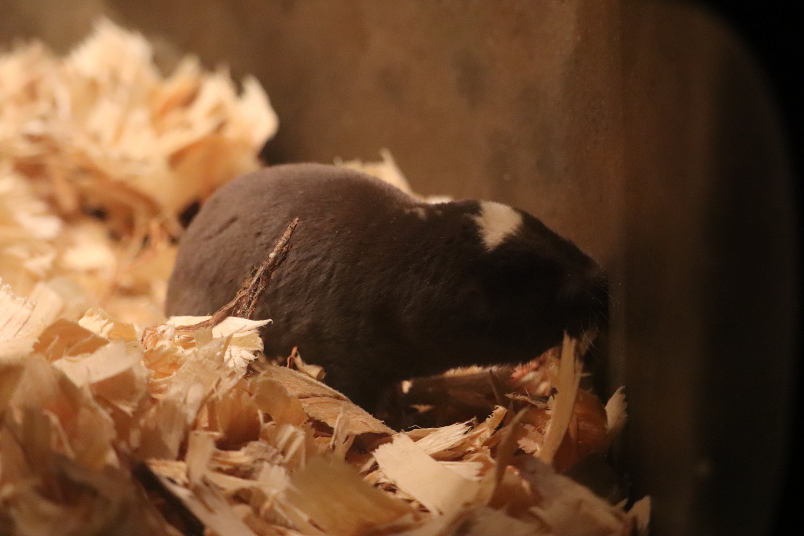 Mouse House -Damaraland Mole Rat