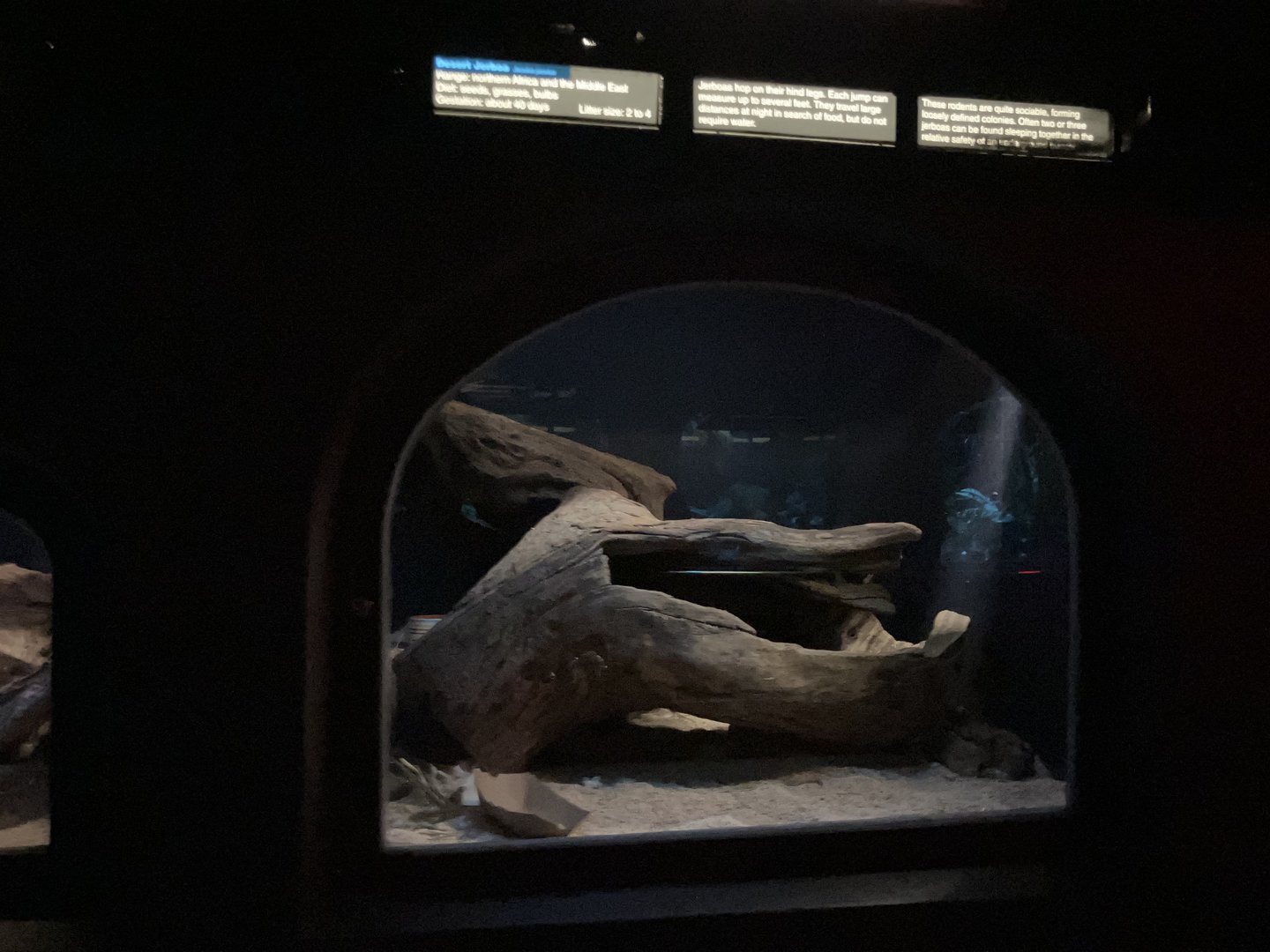 Mouse House - Desert Jerboa Exhibit