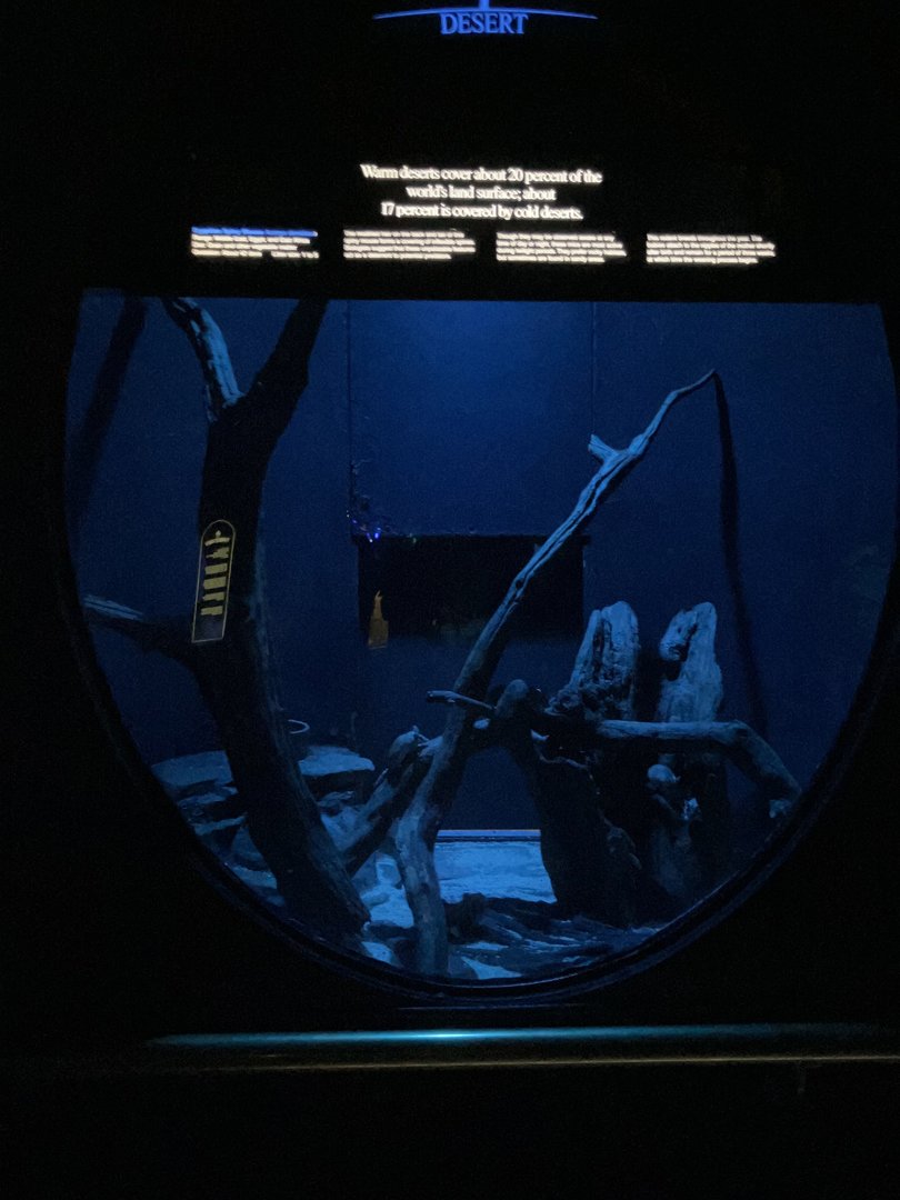 Mouse House - Egyptian Spiny Mouse Exhibit