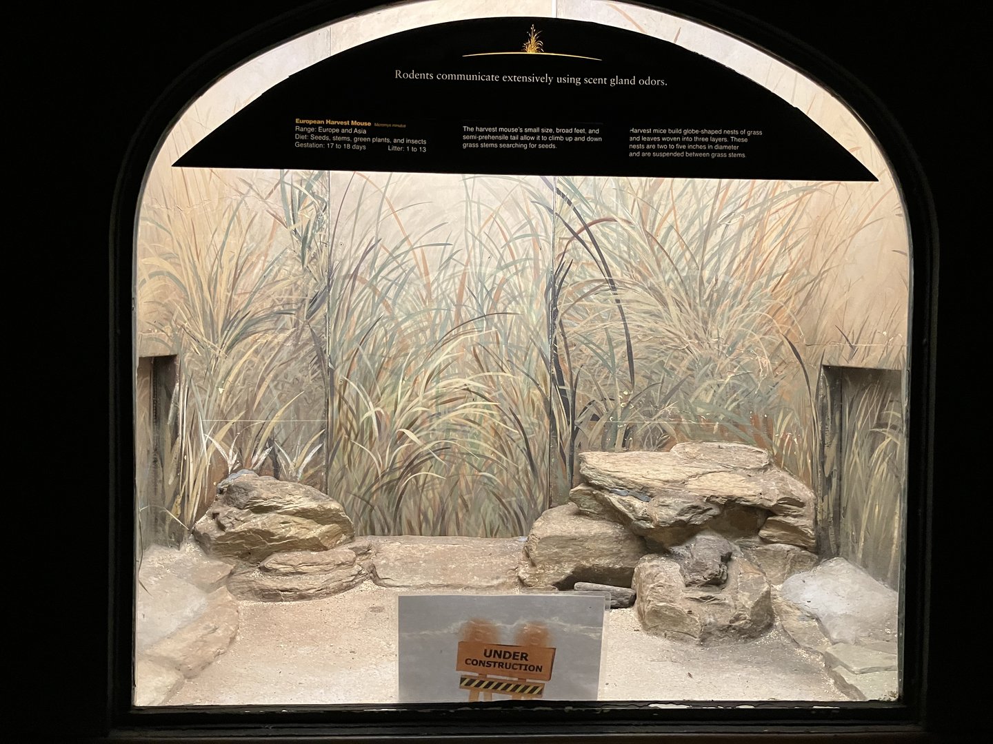 Mouse House - European Harvest Mouse Exhibit