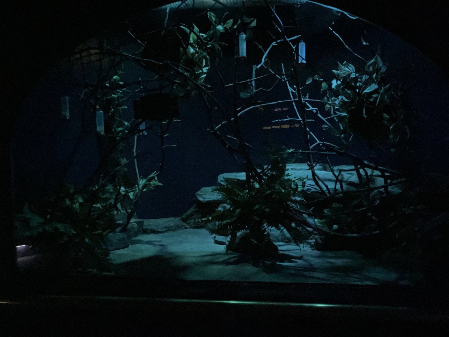 Mouse House - Feathertail Glider Exhibit