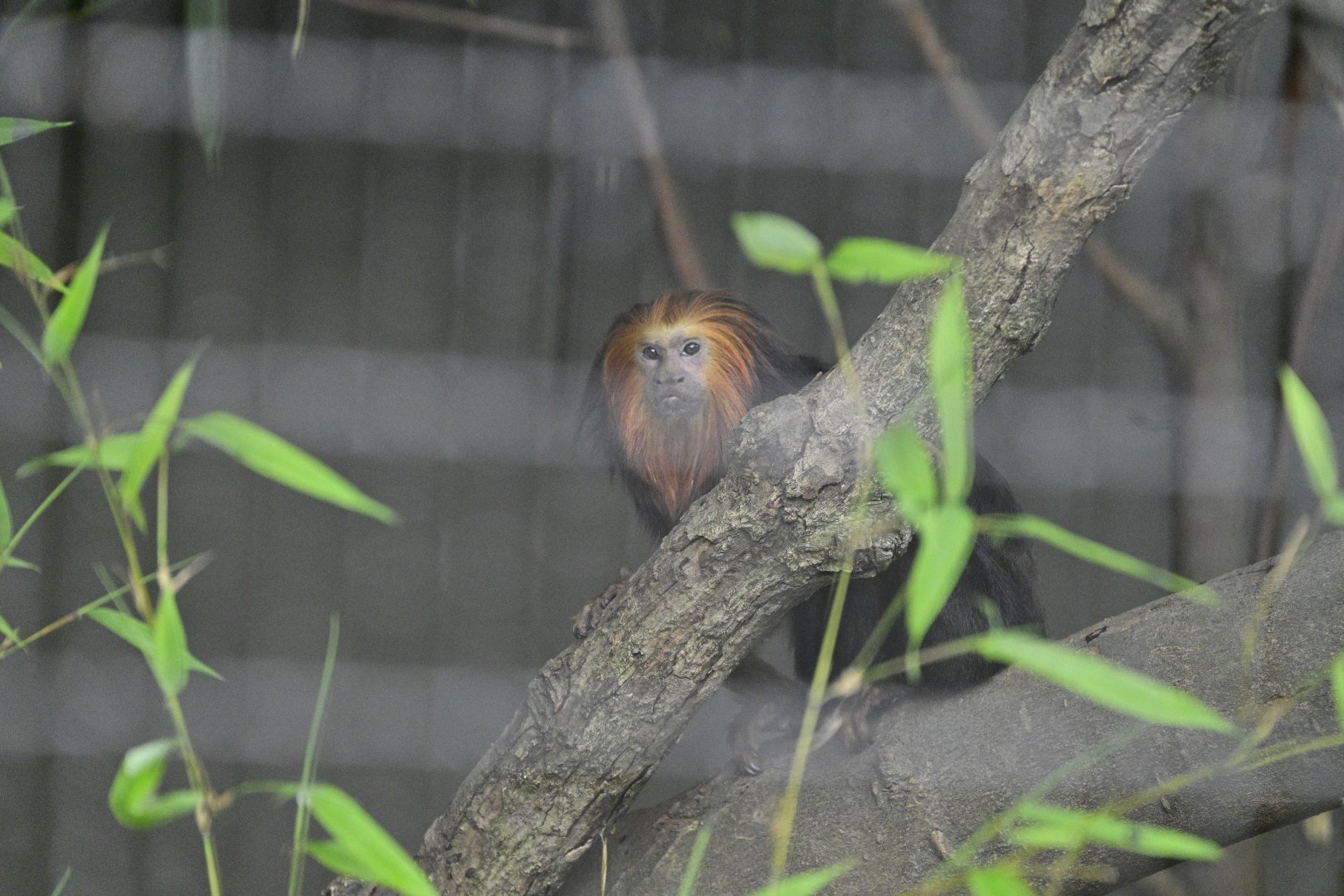 Mouse House - Golden-headed Lion Tamarin (Leontopithecus chrysomelas)