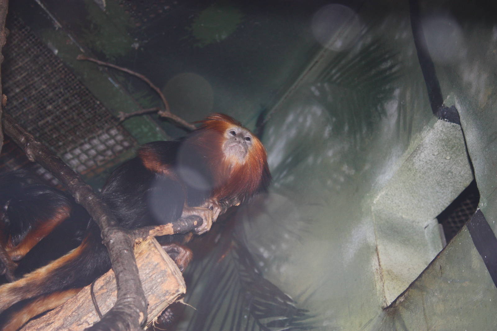 Mouse House- Golden-Headed-Lion Tamarin