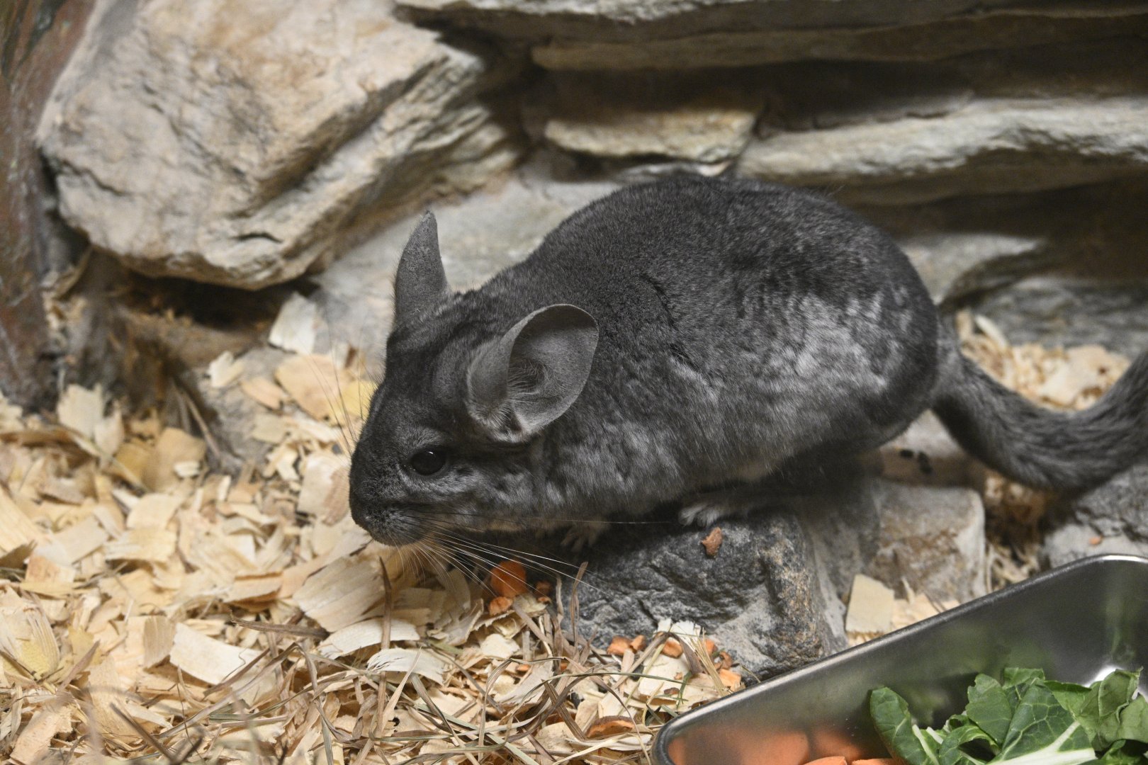 Mouse House - Long-tailed Chinchilla (Chinchilla lanigera)