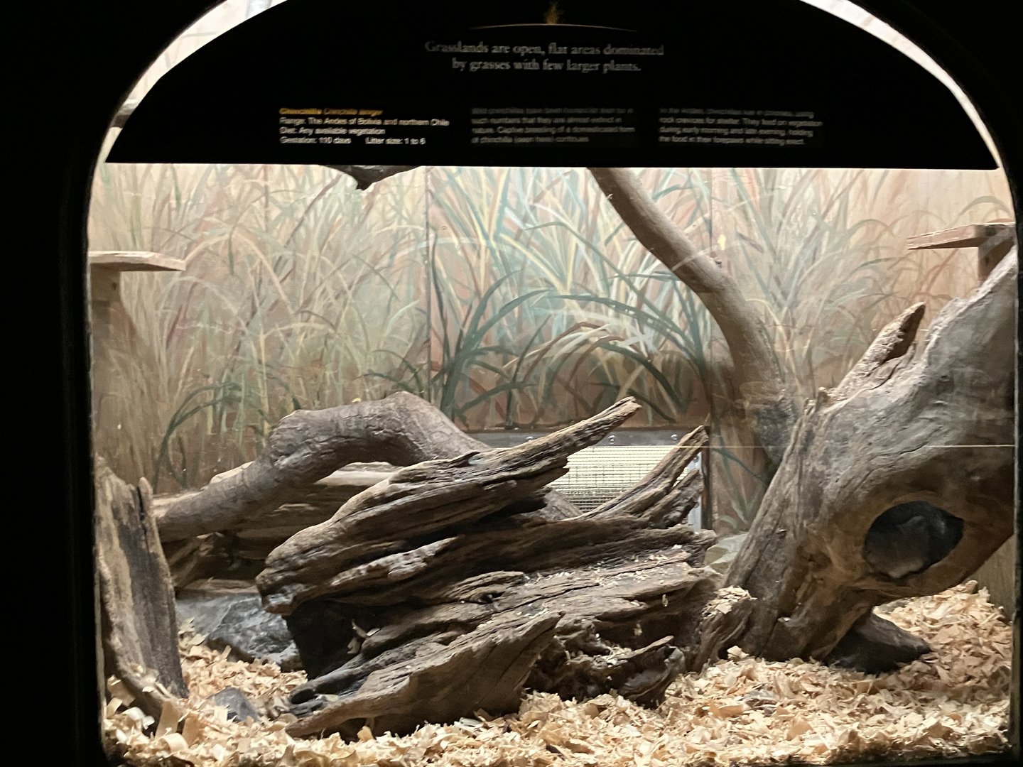Mouse House - Long-Tailed Chinchilla Exhibit