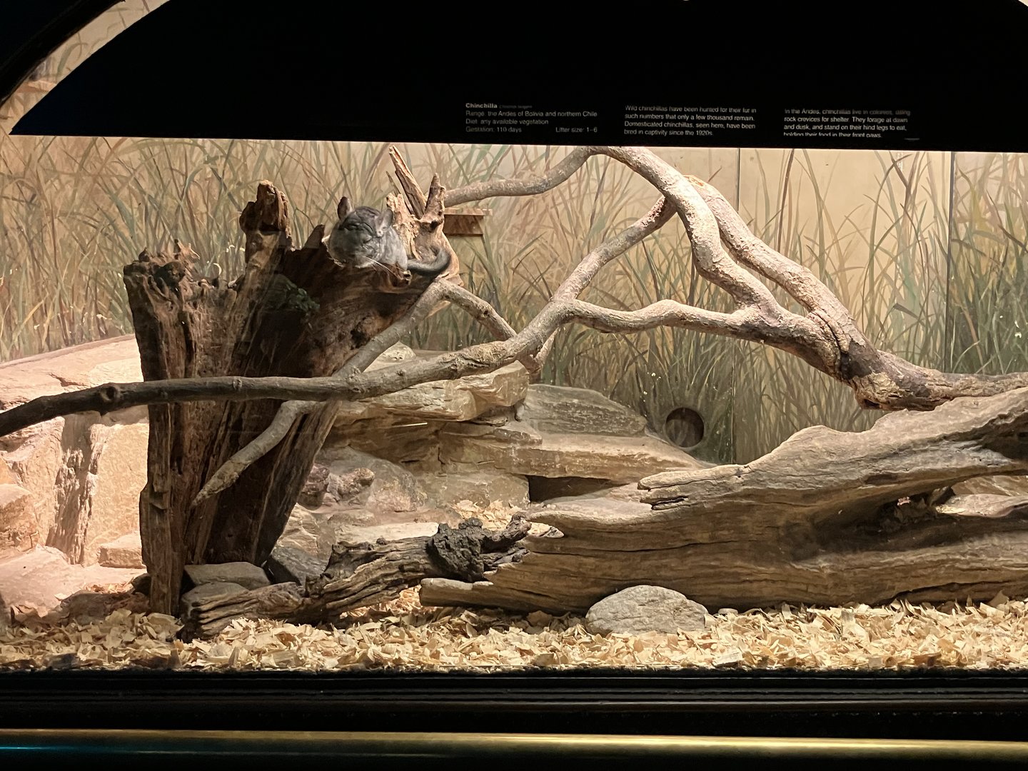 Mouse House - Long-Tailed Chinchilla Exhibit