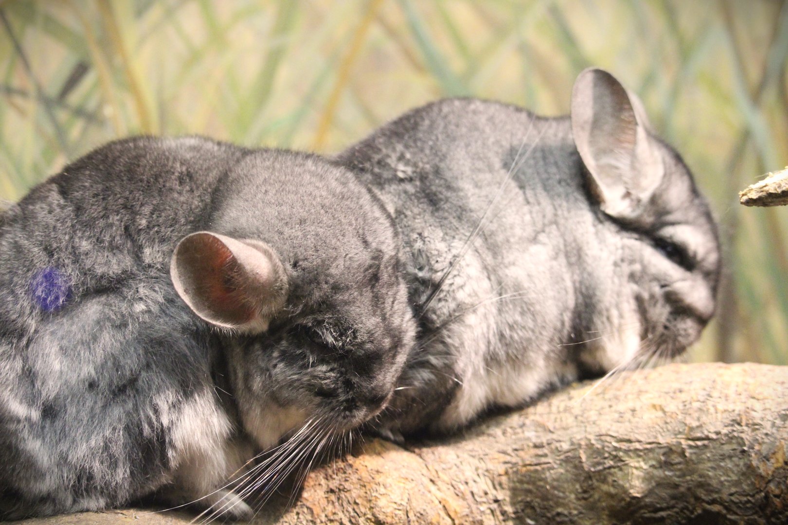 Mouse House - Long-tailed Chinchillas