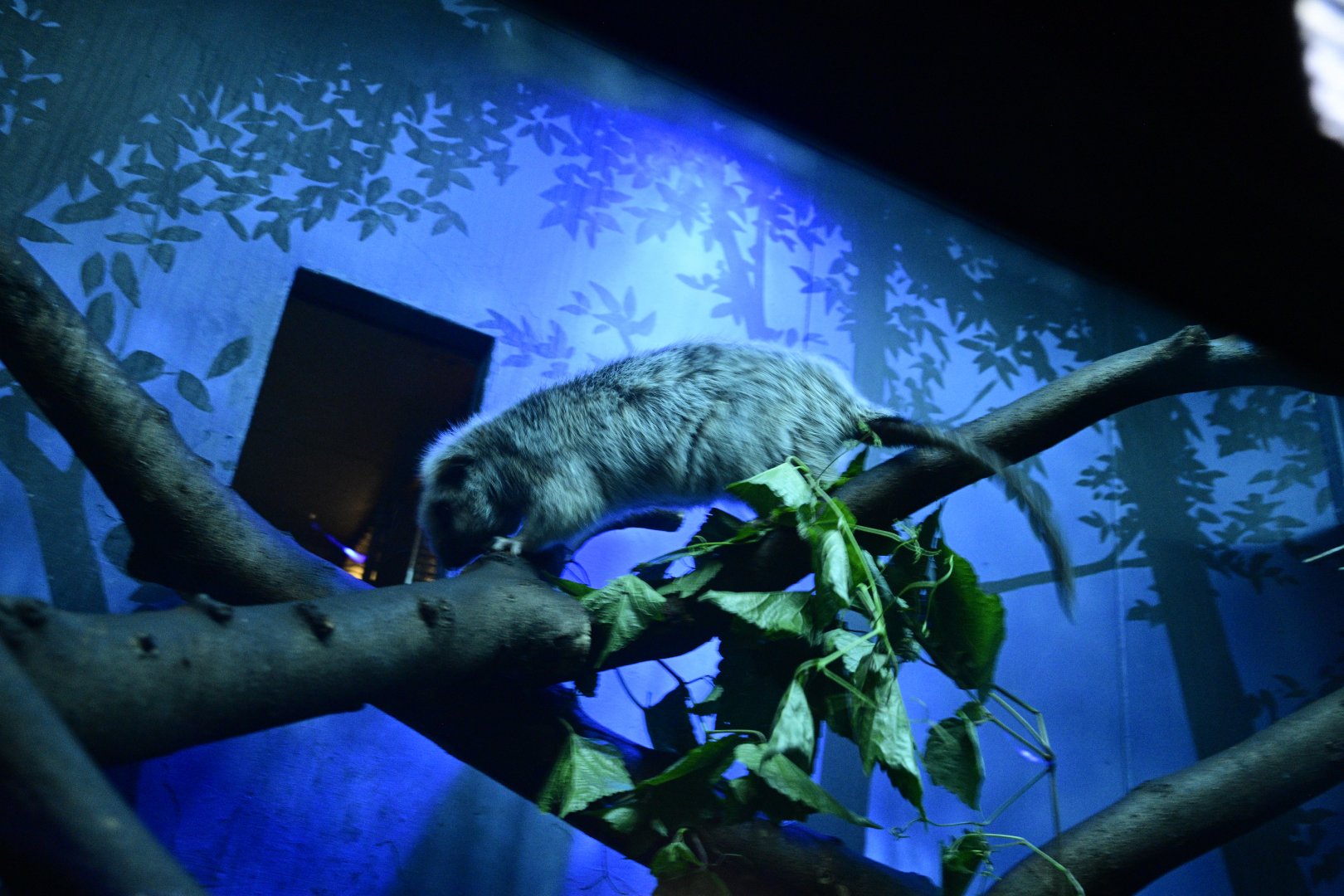 Mouse House - Northern Luzon Giant Cloud Rat (Phloeomys pallidus)