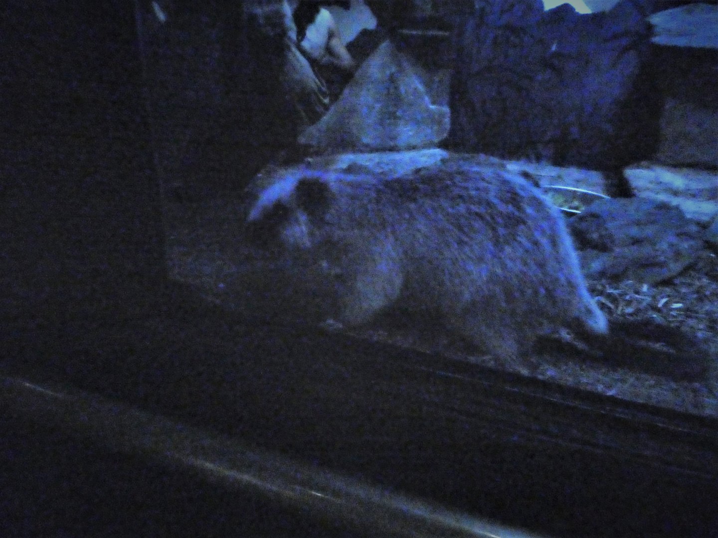 Mouse House - Northern Luzon Giant Cloud Rat