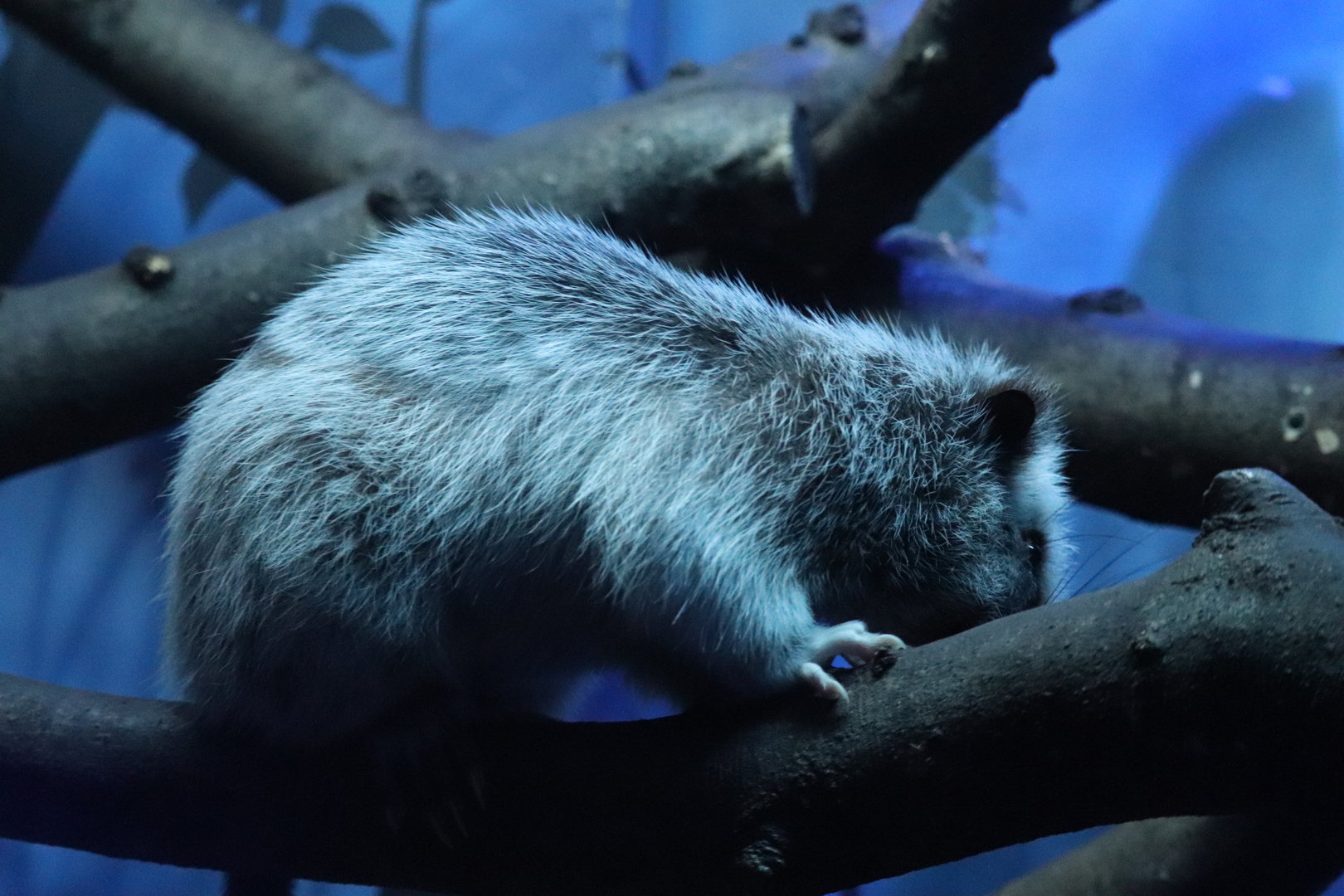 Mouse House - Northern Luzon Giant Cloud Rat