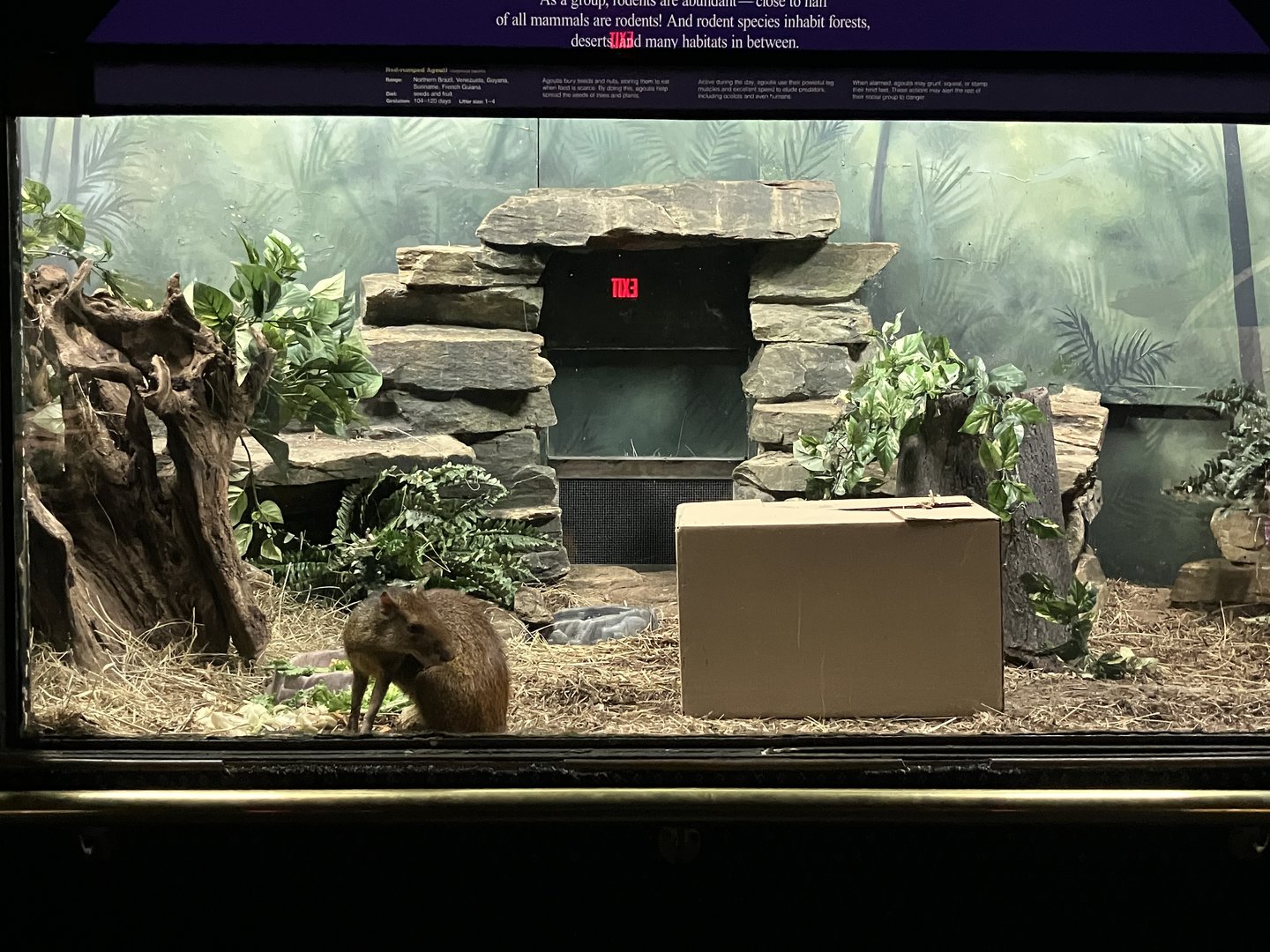 Mouse House - Red-Rumped Agouti Exhibit