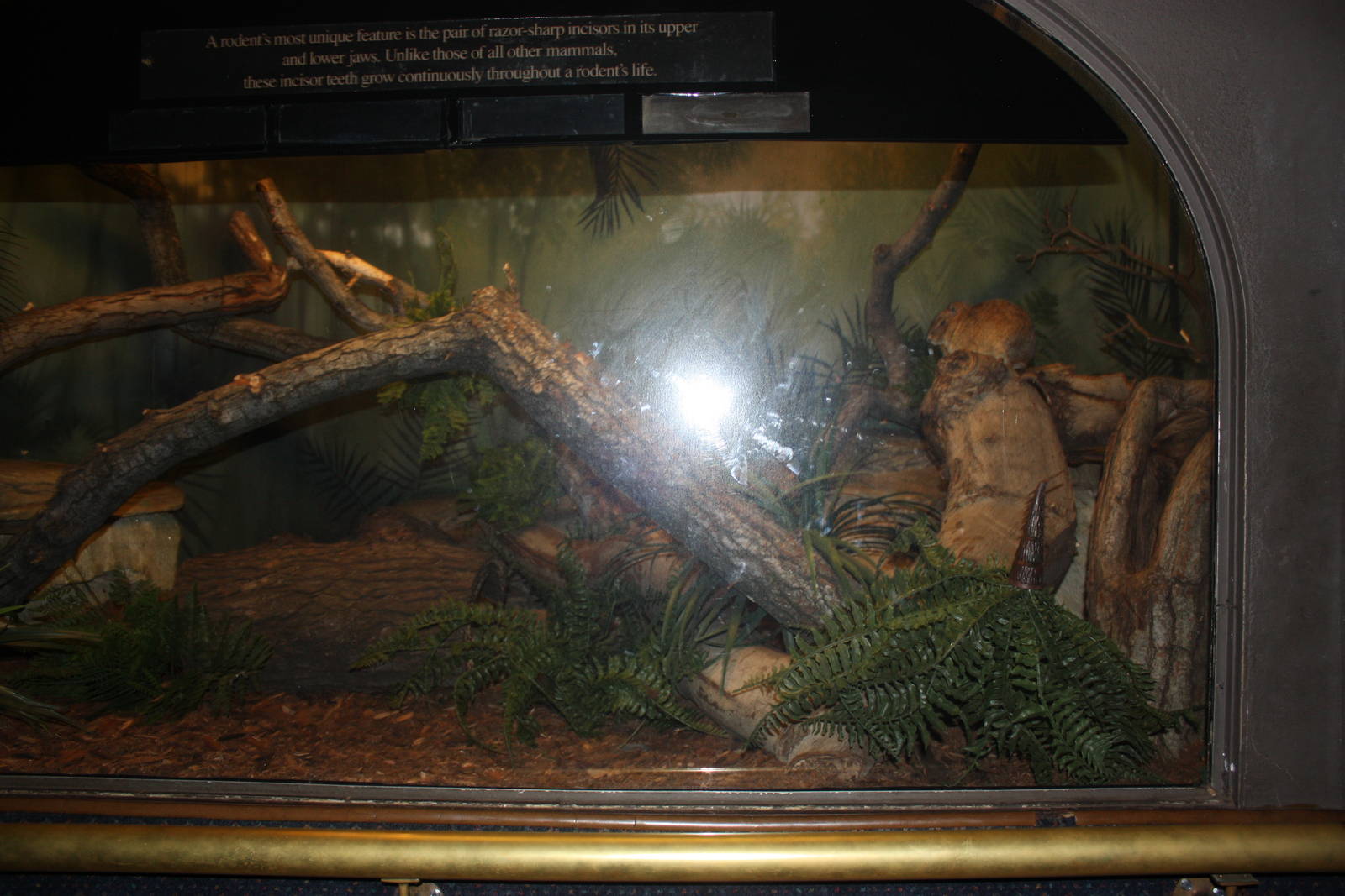 Mouse House- Rock Cavy Exhibit