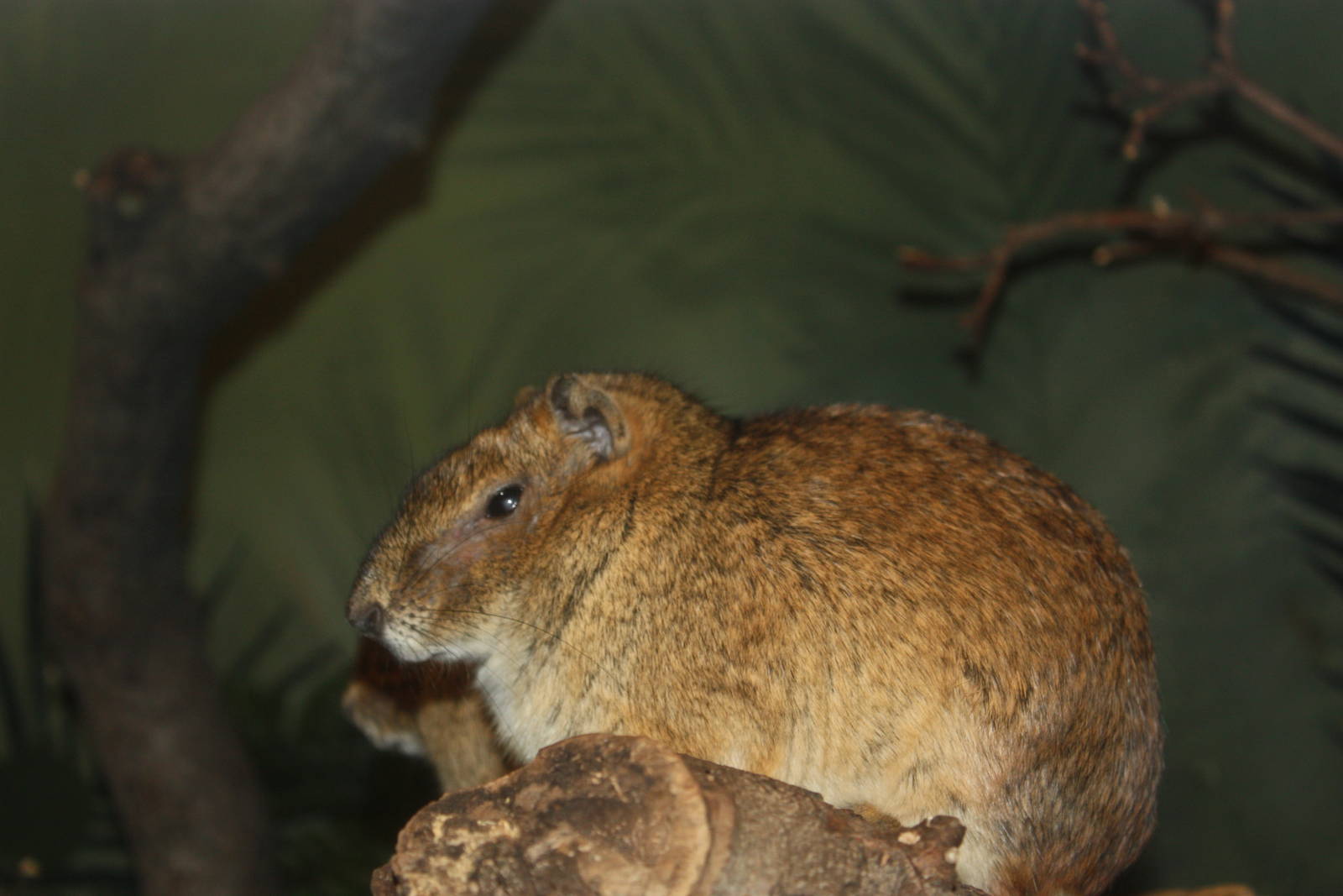 Mouse House- Rock Cavy