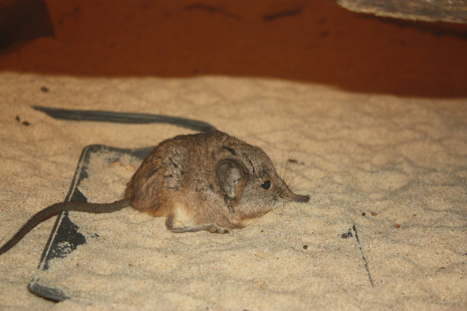 Mouse House- Short-Eared Elephant Shrew