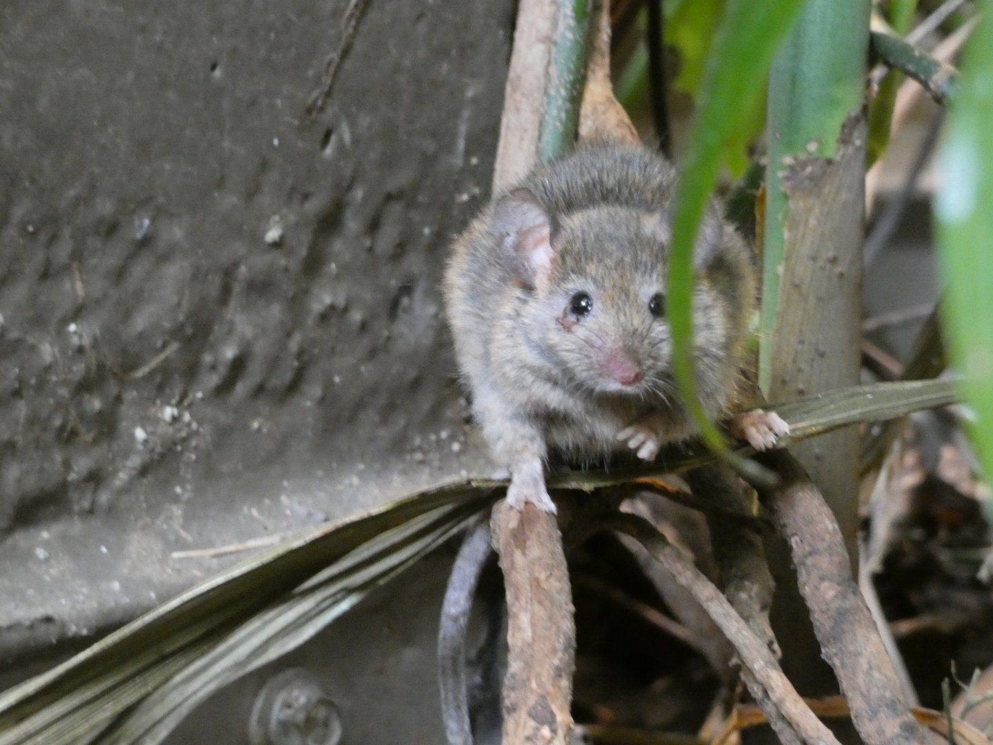 Mouse ID? - San Francisco Zoo South American House