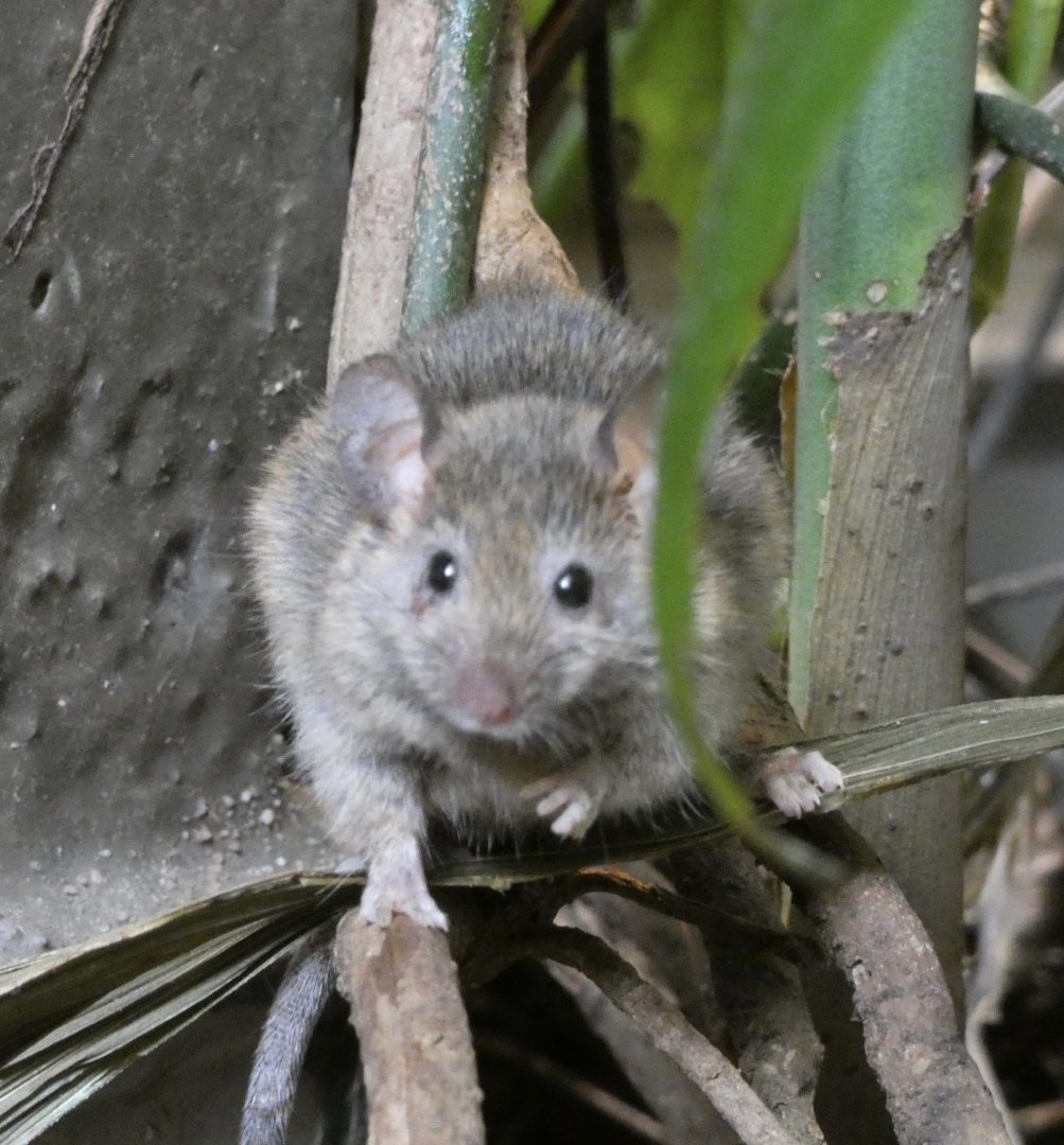 Mouse ID? - San Francisco Zoo (Wild)