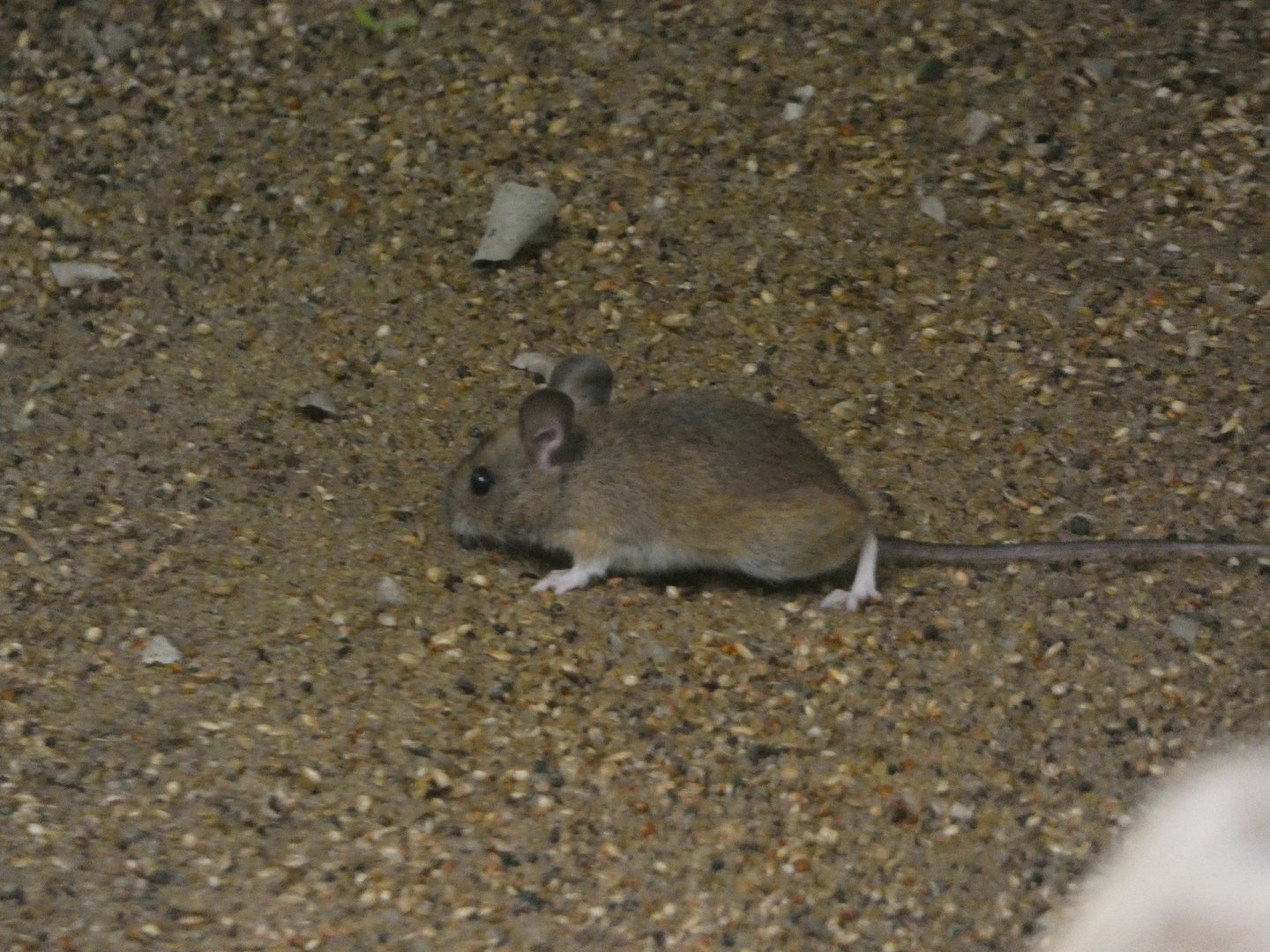 Mouse ID - wild in prague zoo