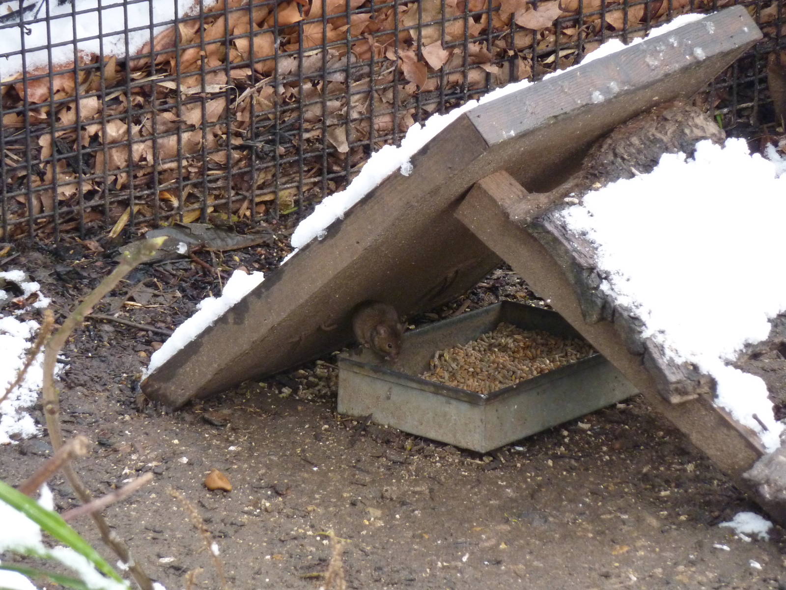 Mouse in Gorilla Kingdom aviary