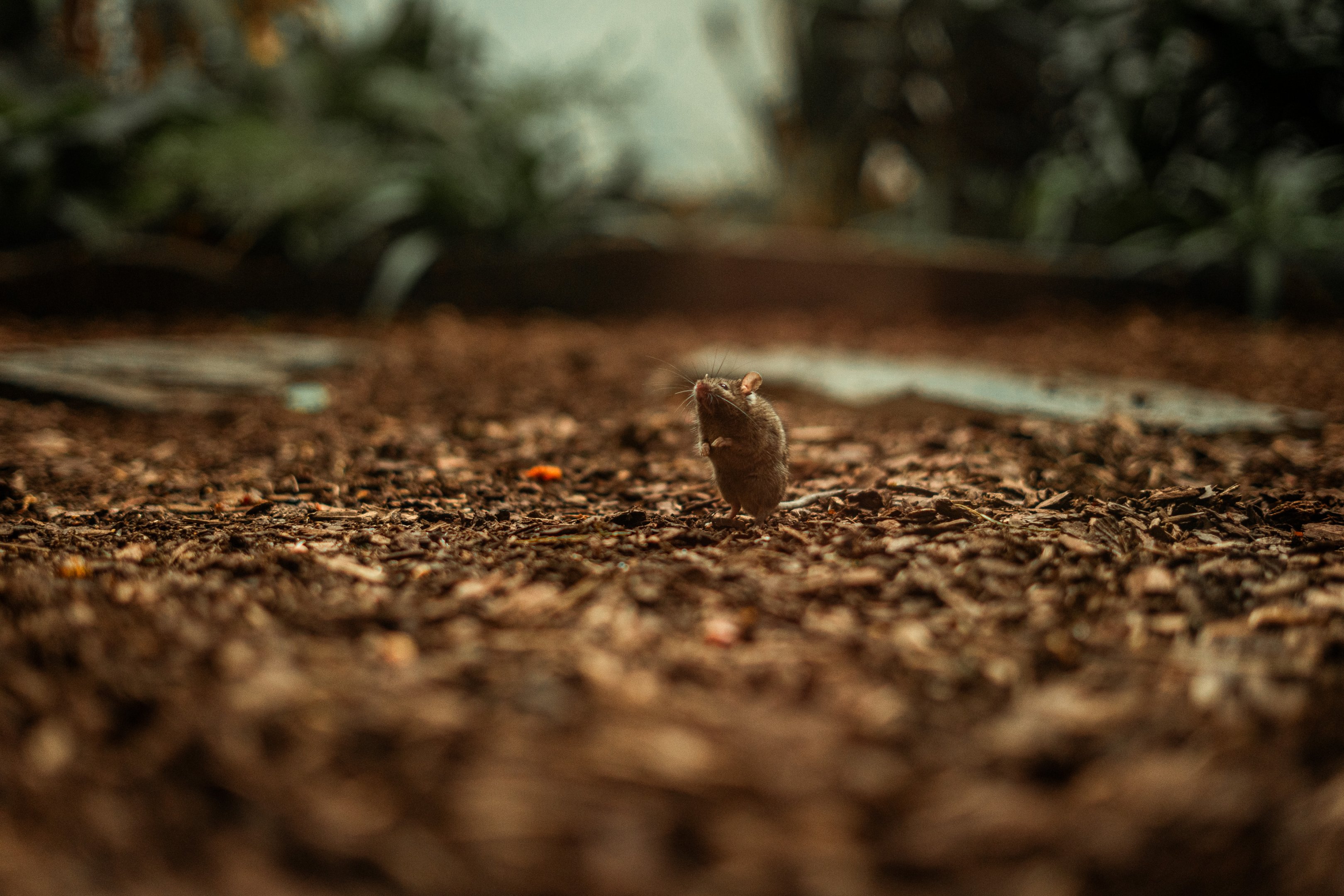 Mouse in one of the aviarys