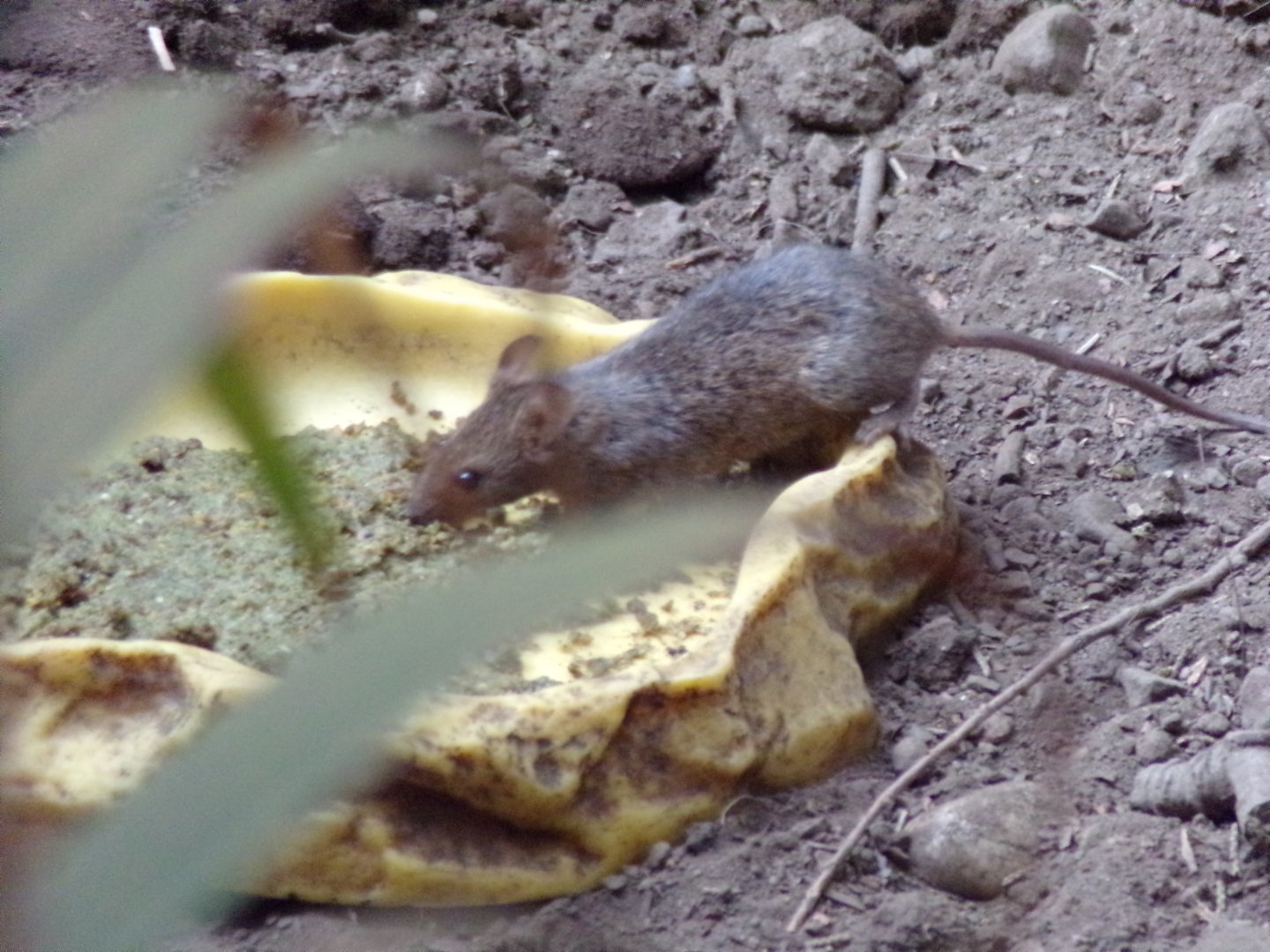 Mouse in sloth house 17.7.23