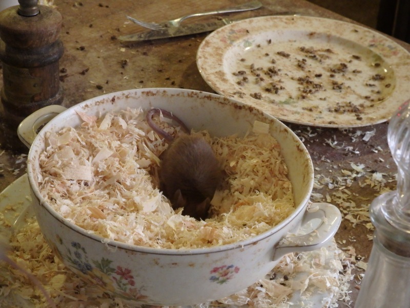 Mouse in the bowl (May 2nd, 2015)