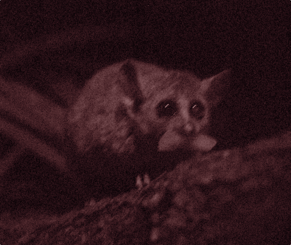 Mouse Lemur - Cotswold Wildlife Park 2021