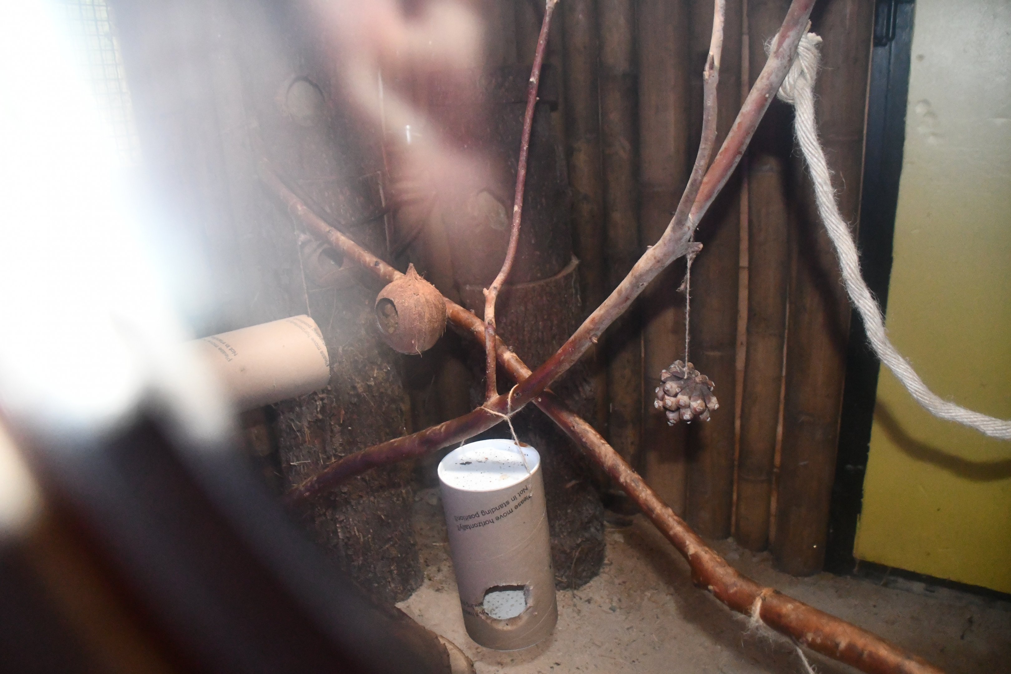 Mouse Lemur exhibit (indoor section)