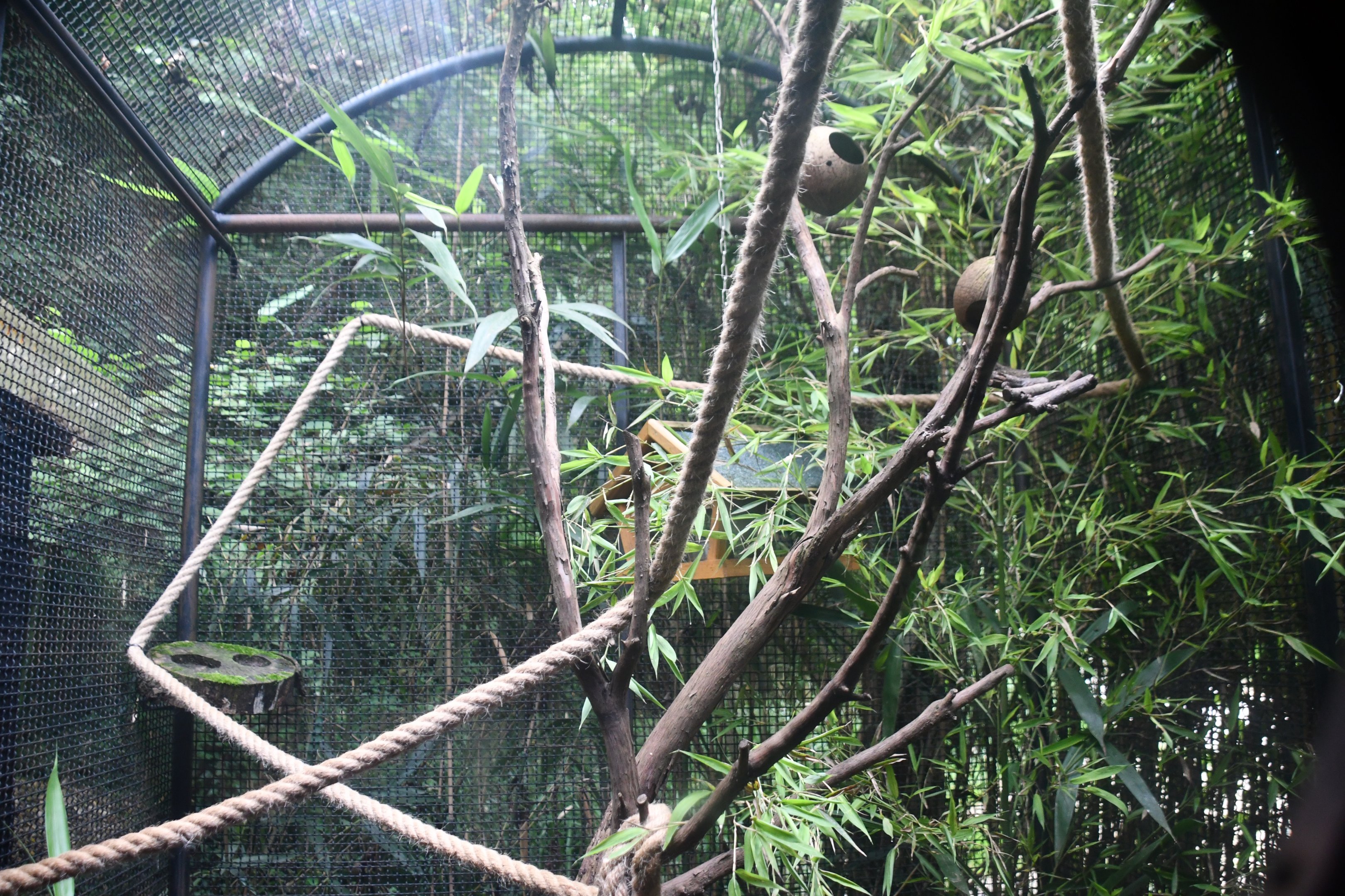 Mouse Lemur exhibit (outdoor cage)