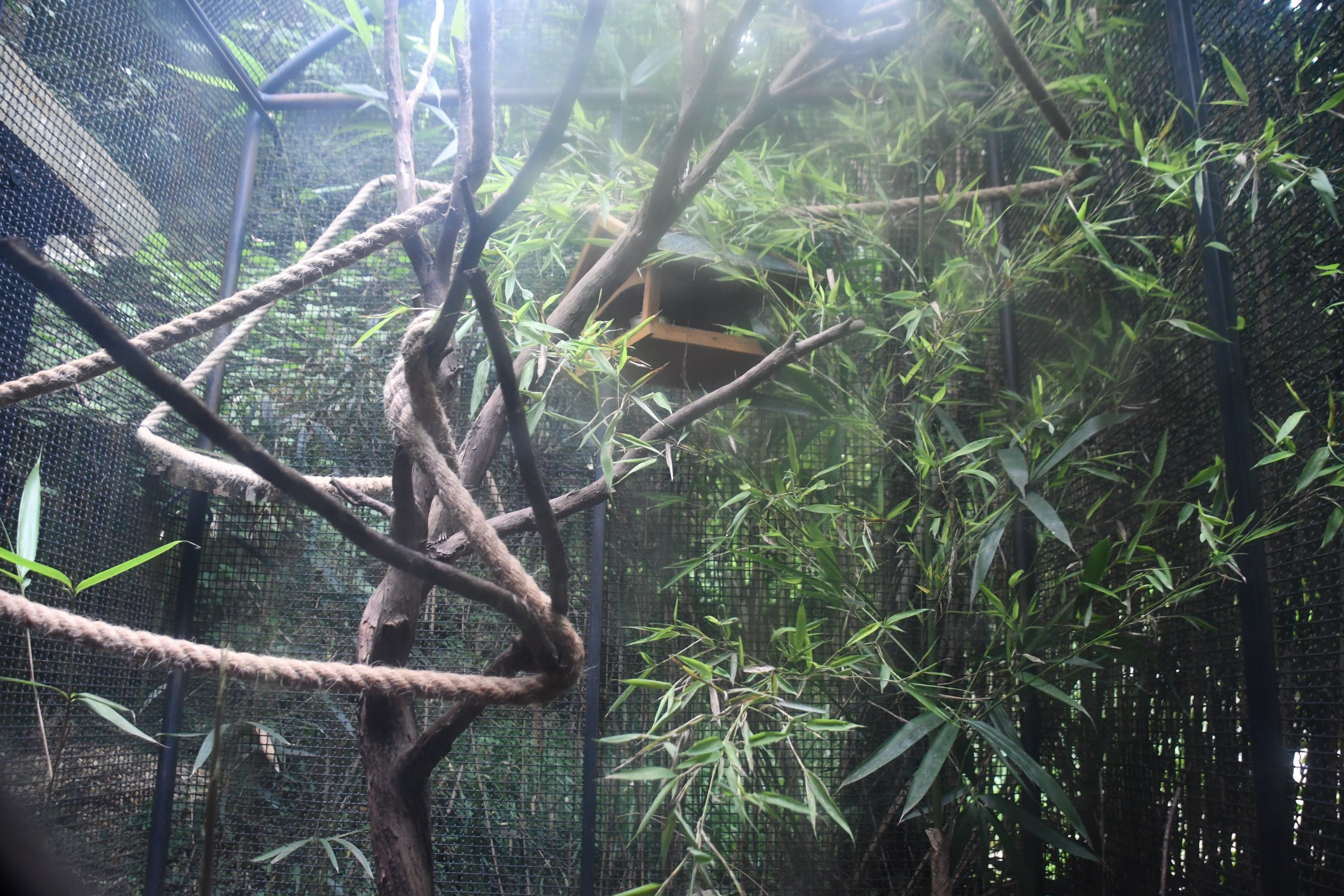 Mouse Lemur exhibit (outdoor cage)