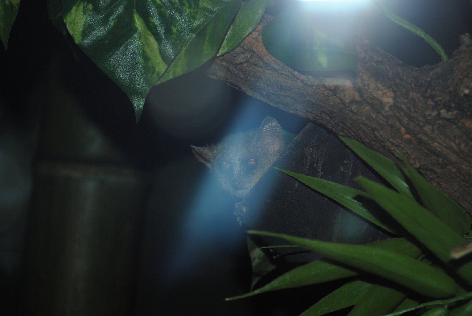 Mouse-Lemur (New York Bronx 2016) - 1