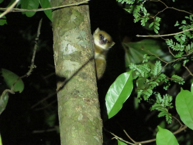 Mouse lemur
