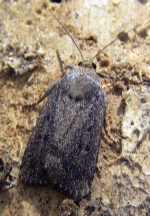 Mouse Moth (Amphipyra tragopogonis)