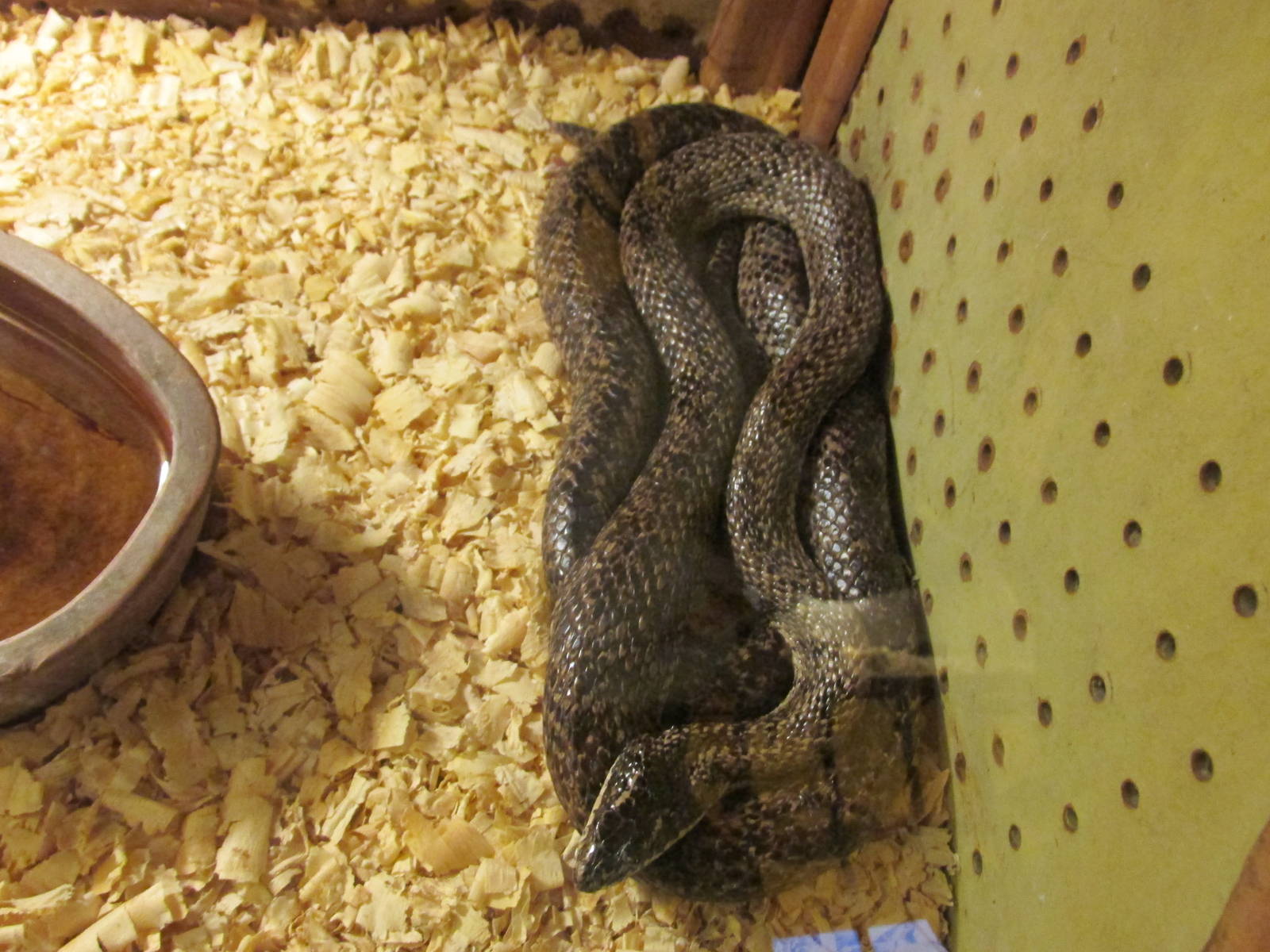 mousehole snake serpentario mendoza