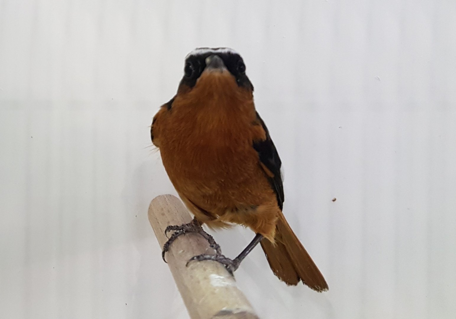 Moussier's redstart - Phoenicurus moussieri