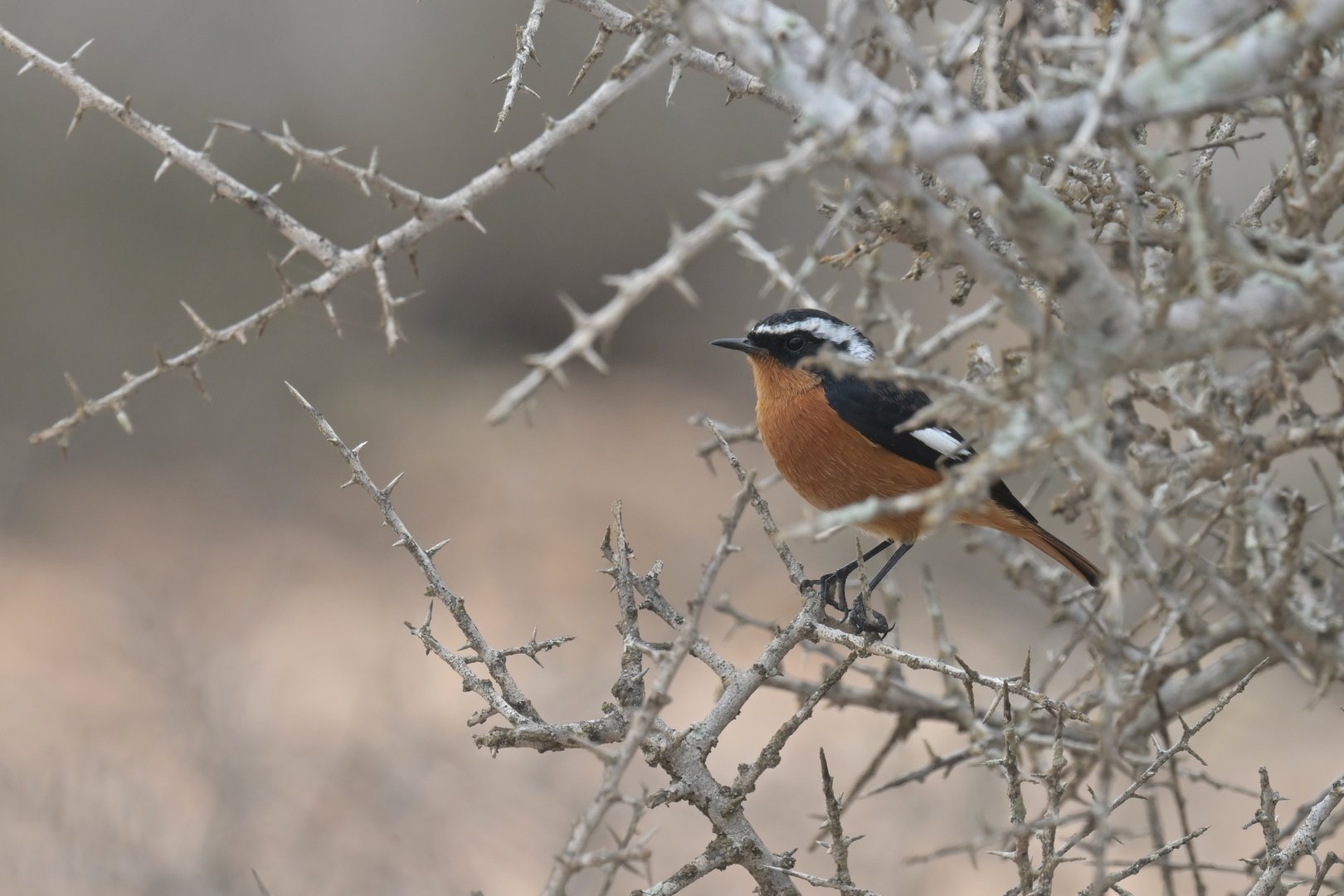 Moussier's Redstart Phoenicurus moussieri