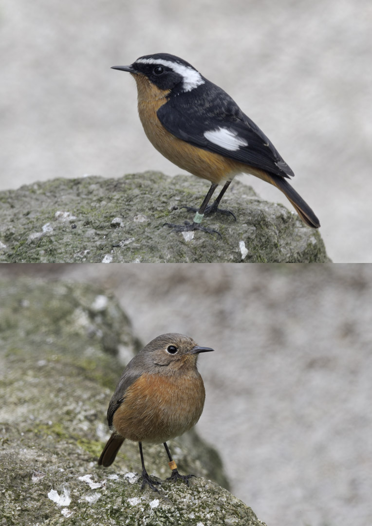 Moussier's redstarts