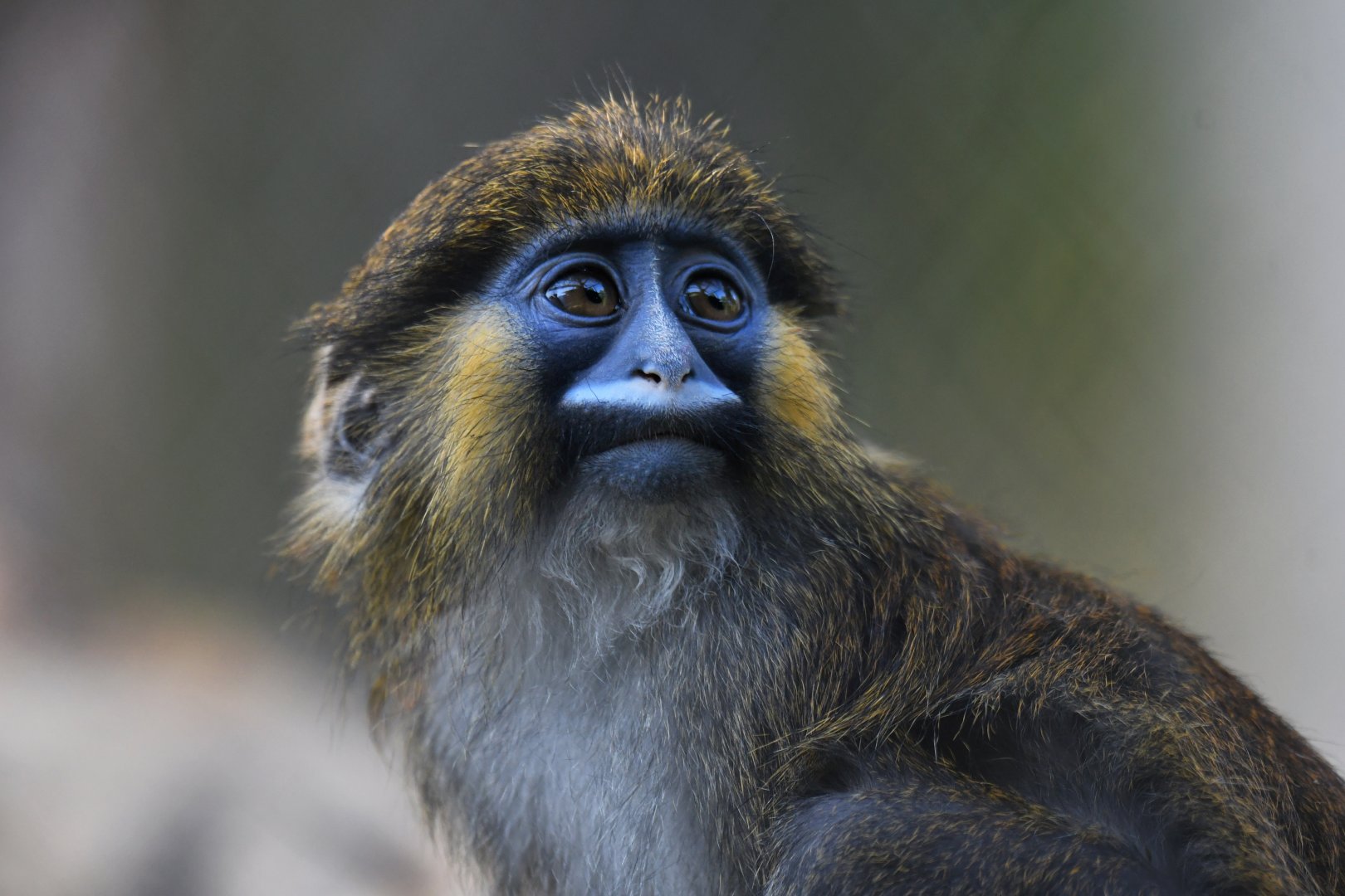 Moustac Cercopithecus cephus