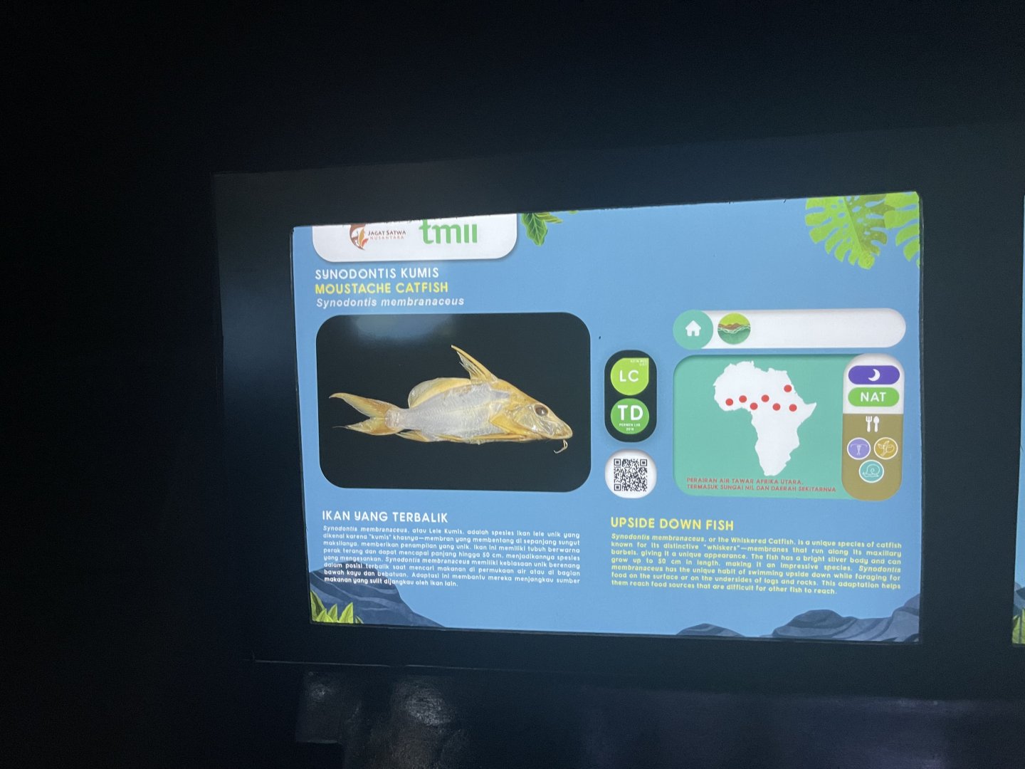 moustache catfish signage - dunia air tawar