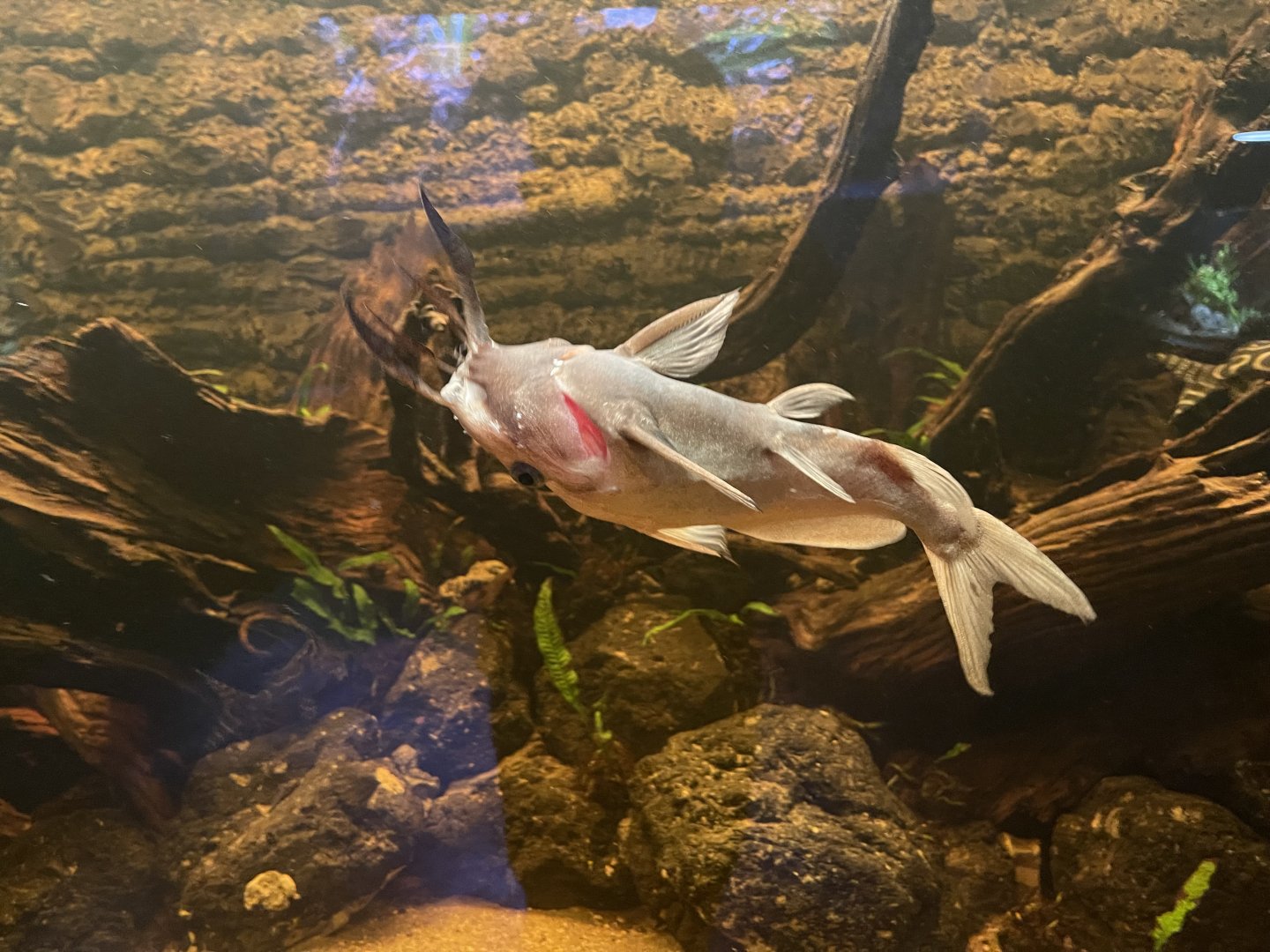 moustache catfish (synodontis membranaceus) - dunia air tawar