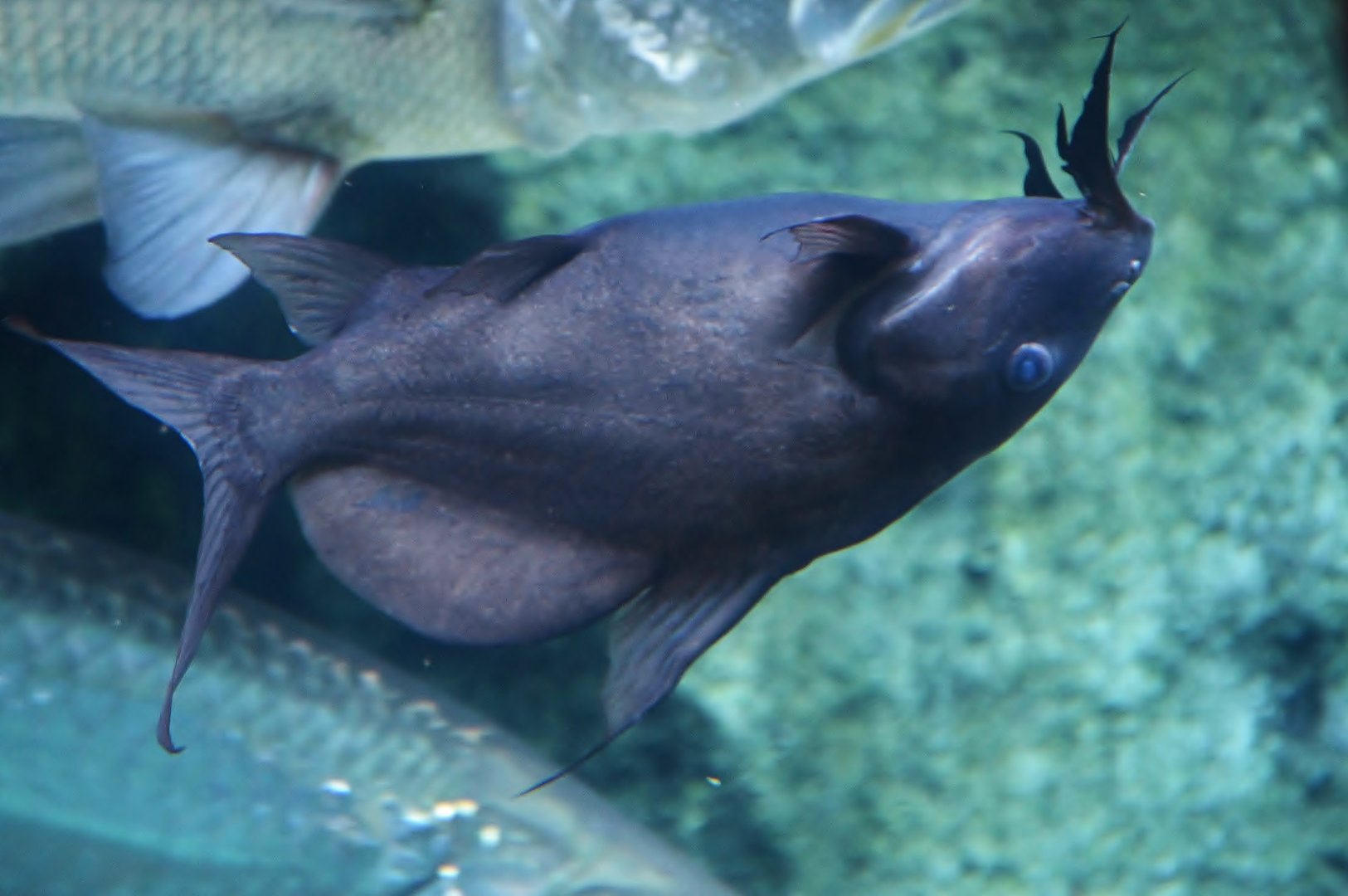 Moustache Catfish (Synodontis membranaceus)