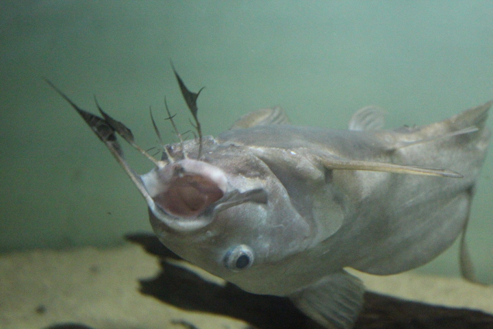 Moustache catfish (Synodontis membranaceus)