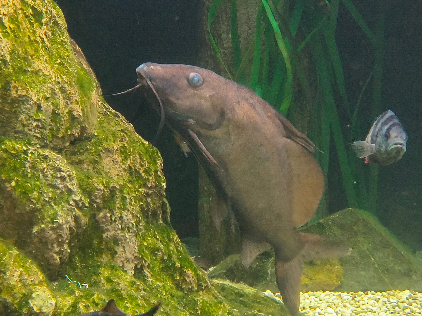 Moustache Catfish (Synodontis membranaceus)