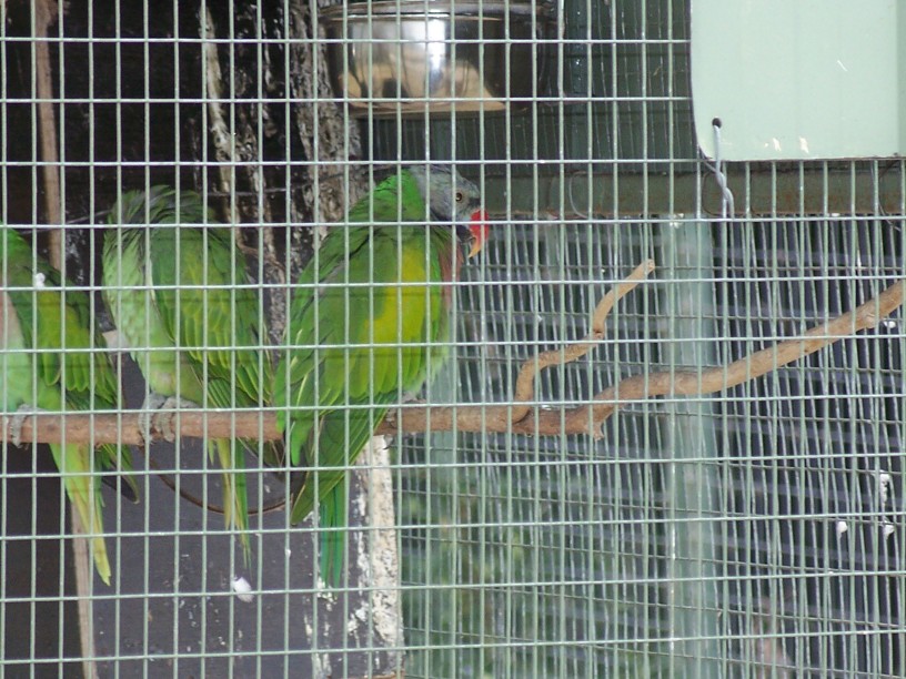 Moustache parrots  Darling Downs Zoo  2008
