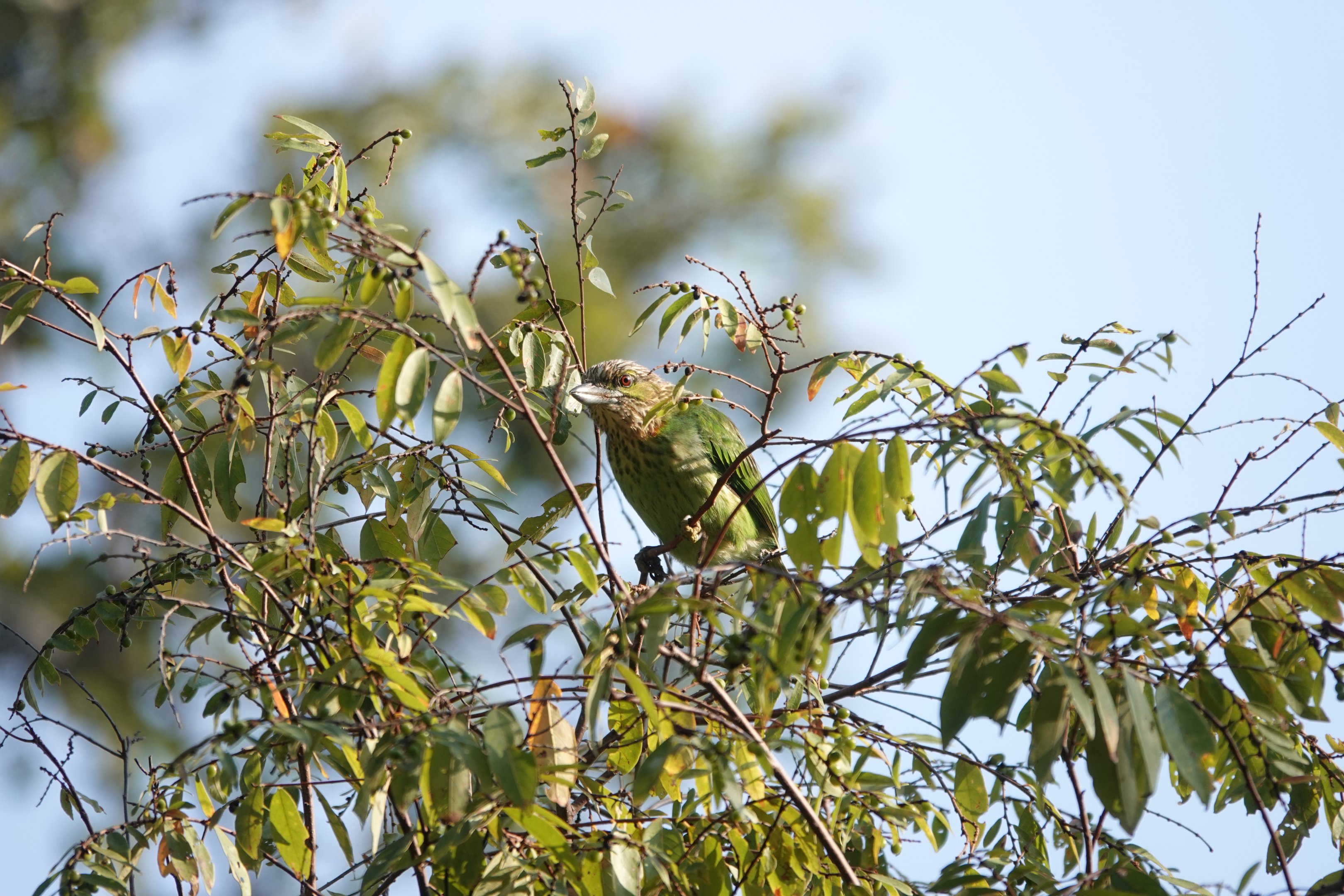 Moustached barbet