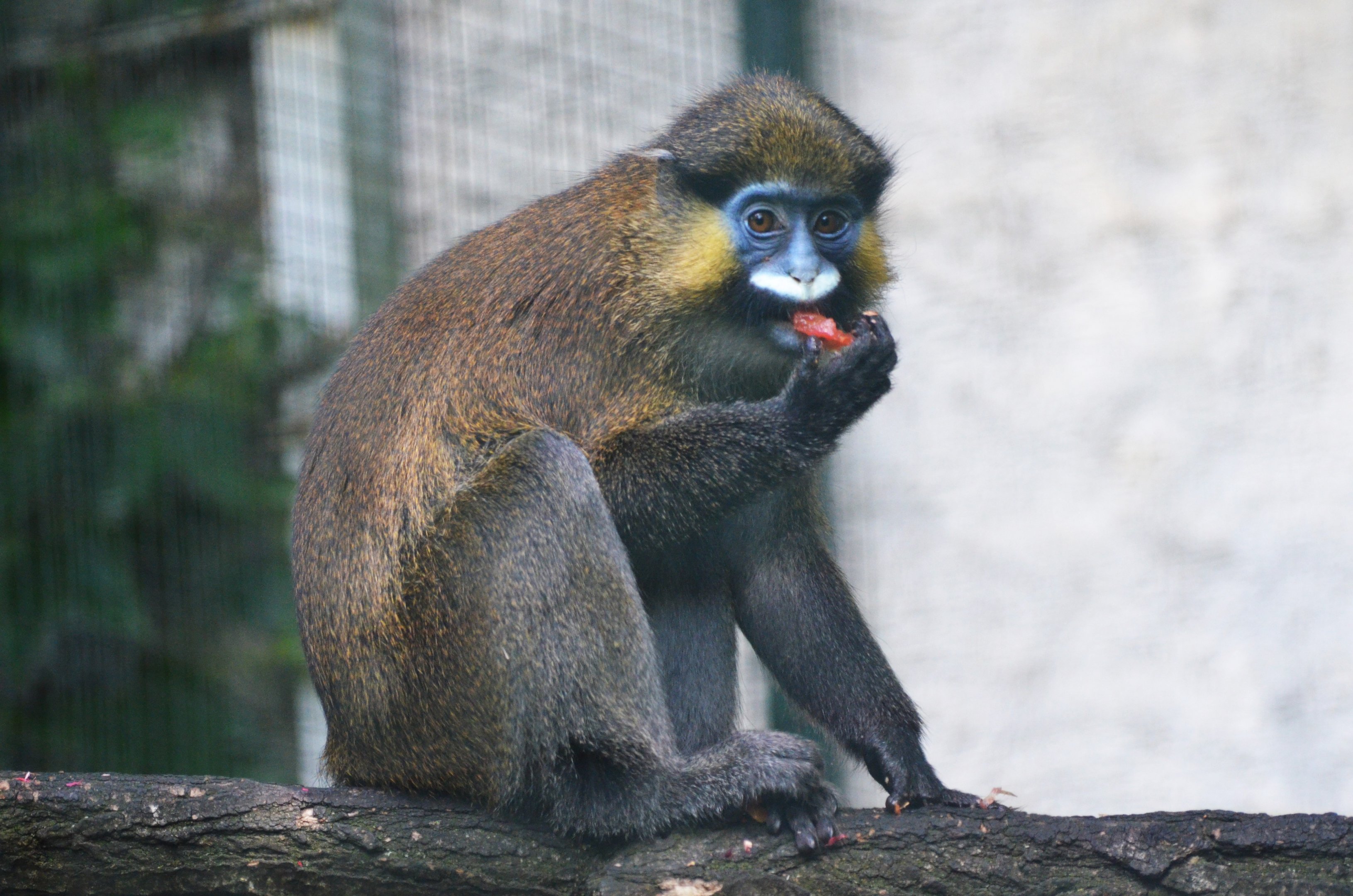 Moustached Guenon at Beauval, 12/06/18