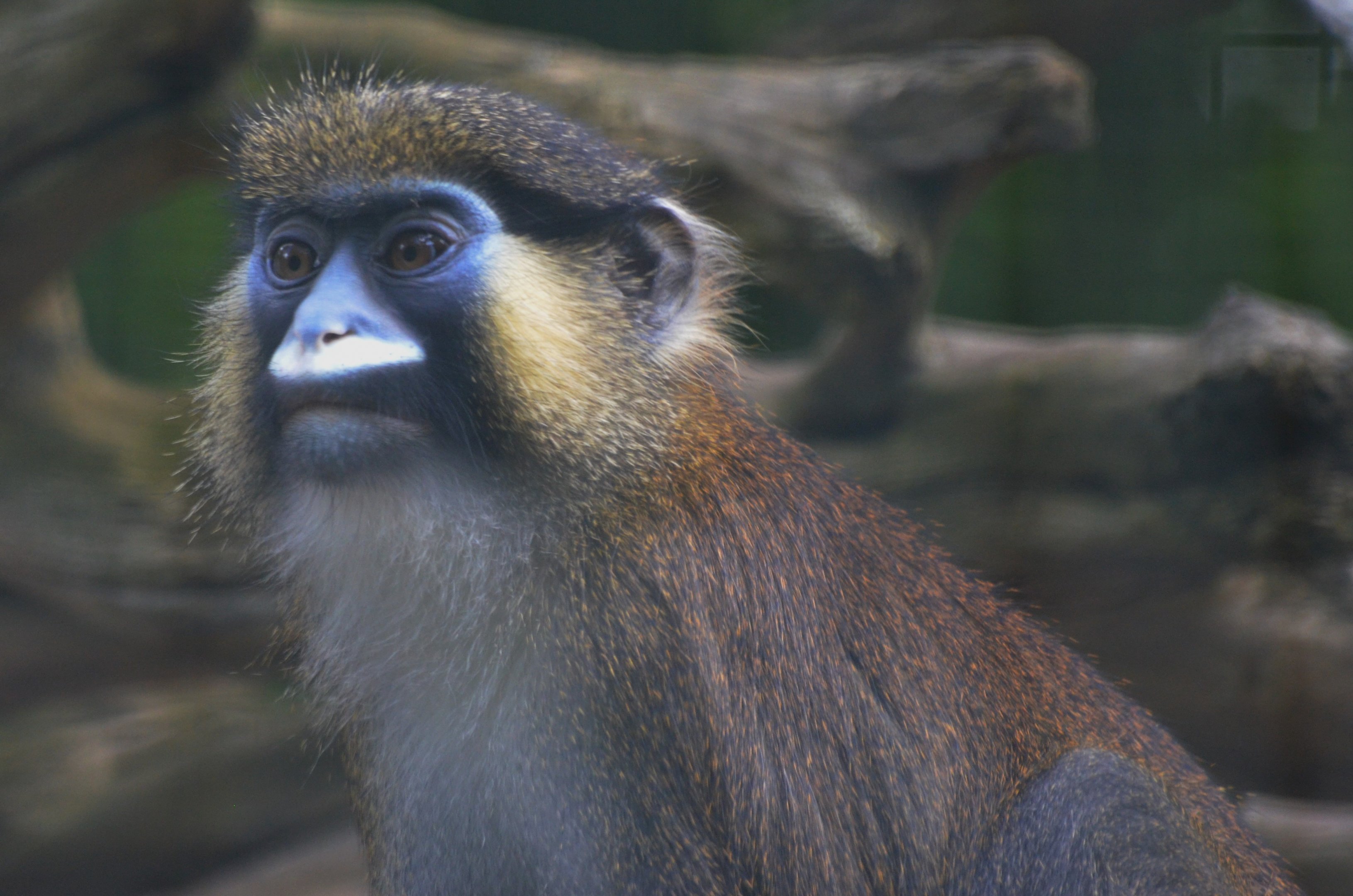 Moustached Guenon at Beauval, 12/06/18