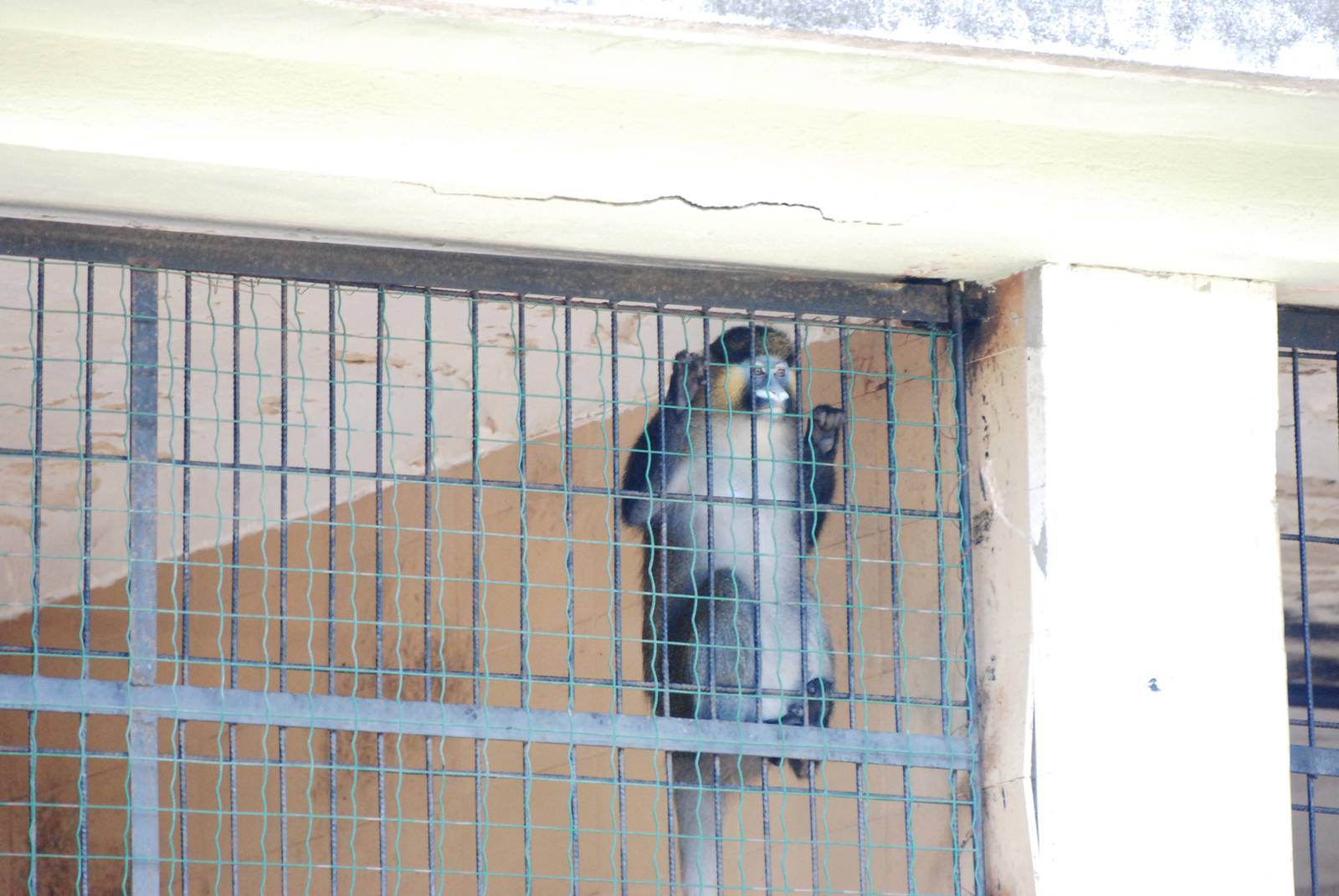Moustached Guenon at Lisbon Zoo, 24/05/11