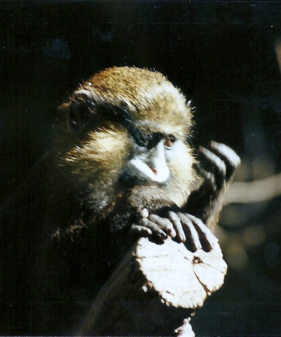 Moustached Guenon - Circa 1984