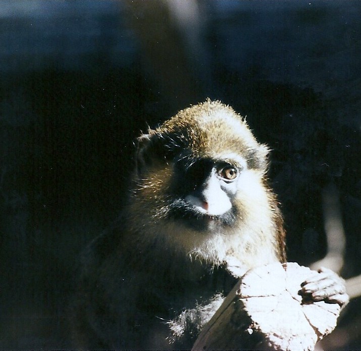 Moustached Guenon - Circa 1984