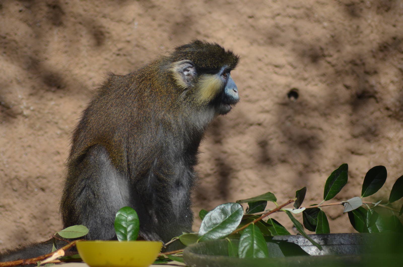 Moustached Guenon